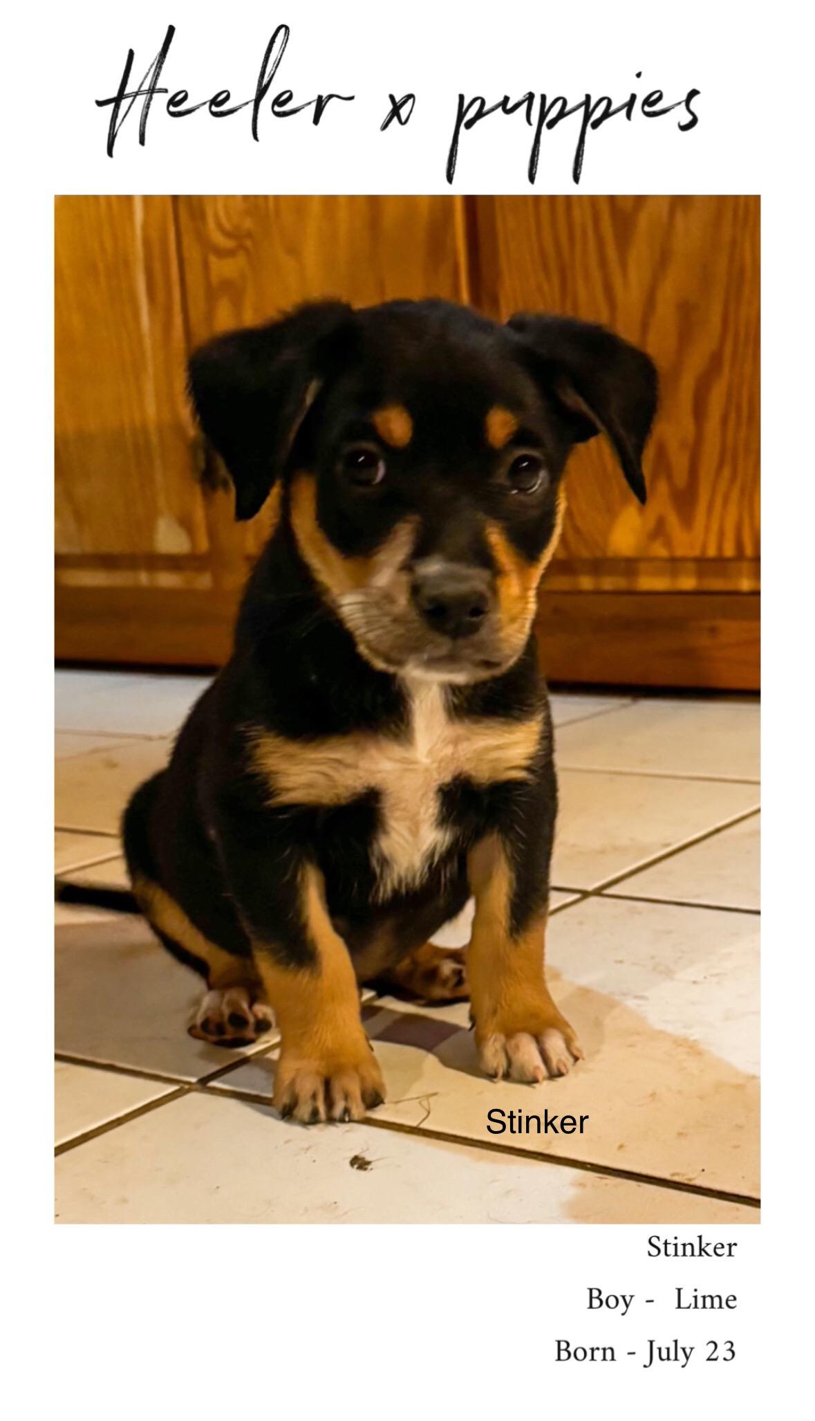 Enlarge Stinker, a Adoptable Australian Cattle Dog / Blue Heeler in Rome, GA image 1/1