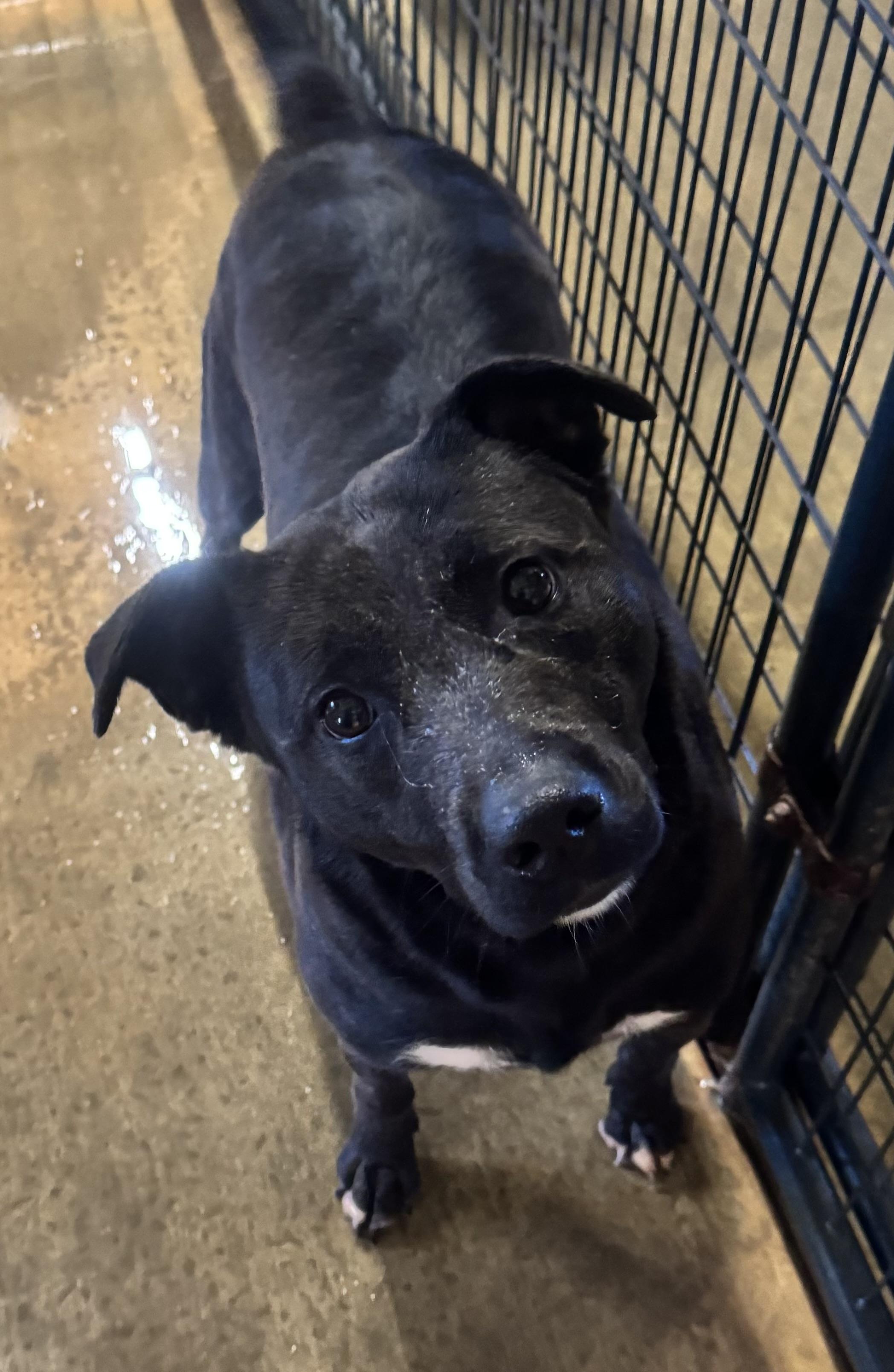 Sasha, Adult Female Black Labrador Retriever