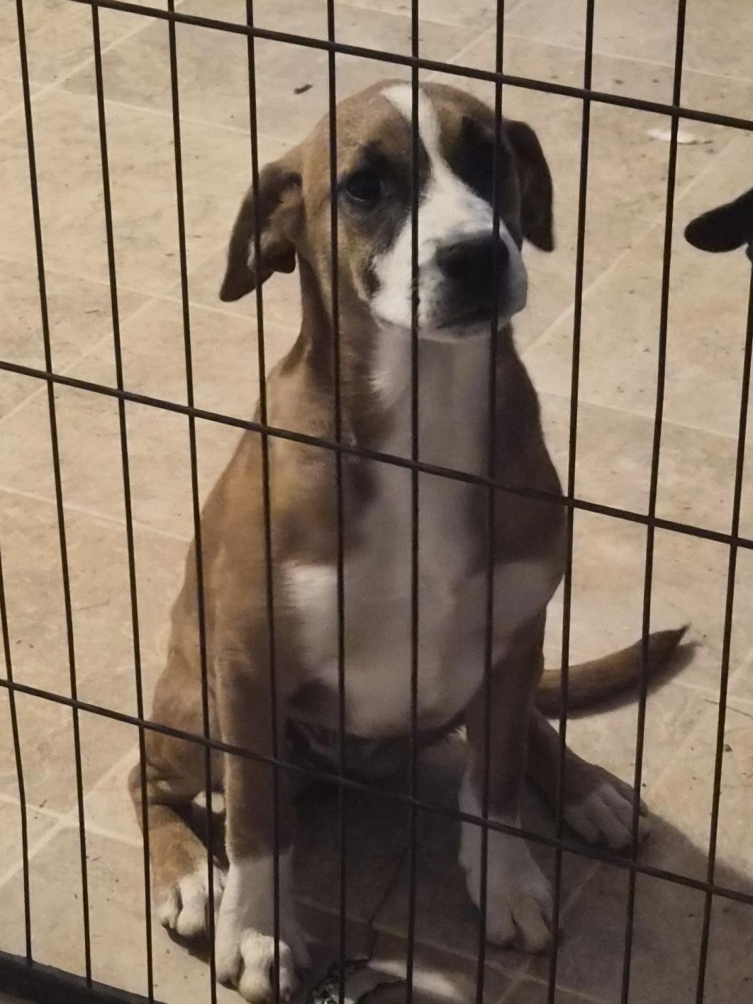 Autumn , adoptable, Adult Female Hound & Bulldog.