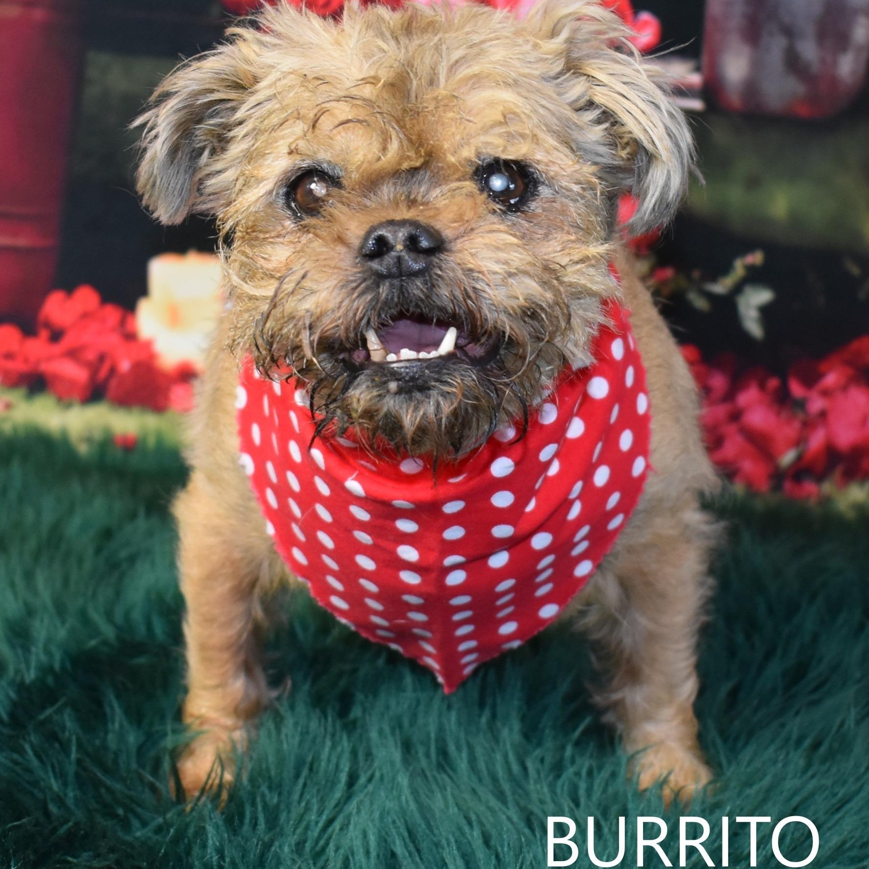 Burrito, Adoptable, Adult Male Brussels Griffon & Border Terrier.