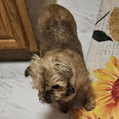 Burrito, a Adoptable mixed breed in Marana, AZ image 4/4