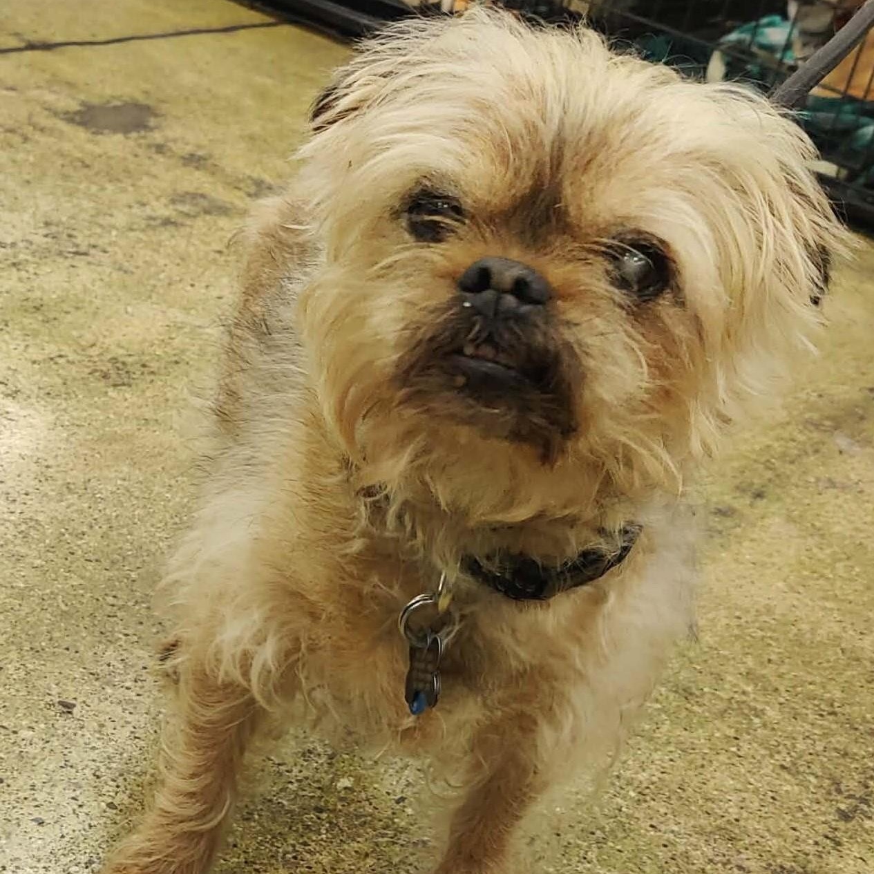 Burrito, a Adoptable mixed breed in Marana, AZ image 2/5