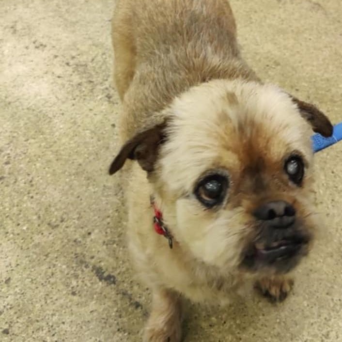 Burrito, a Adoptable mixed breed in Marana, AZ image 2/4