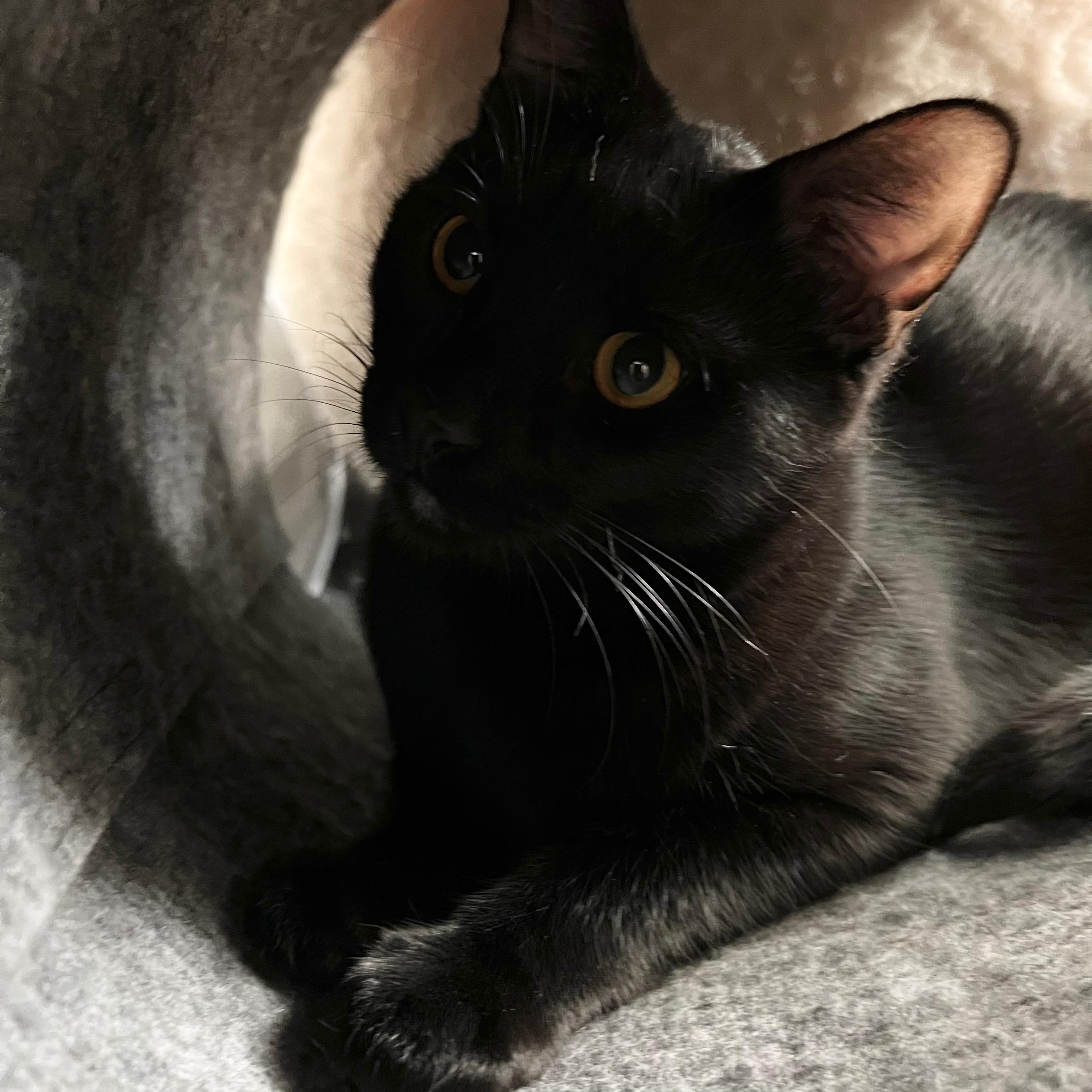 Harry (bonded with sister Pru) 2