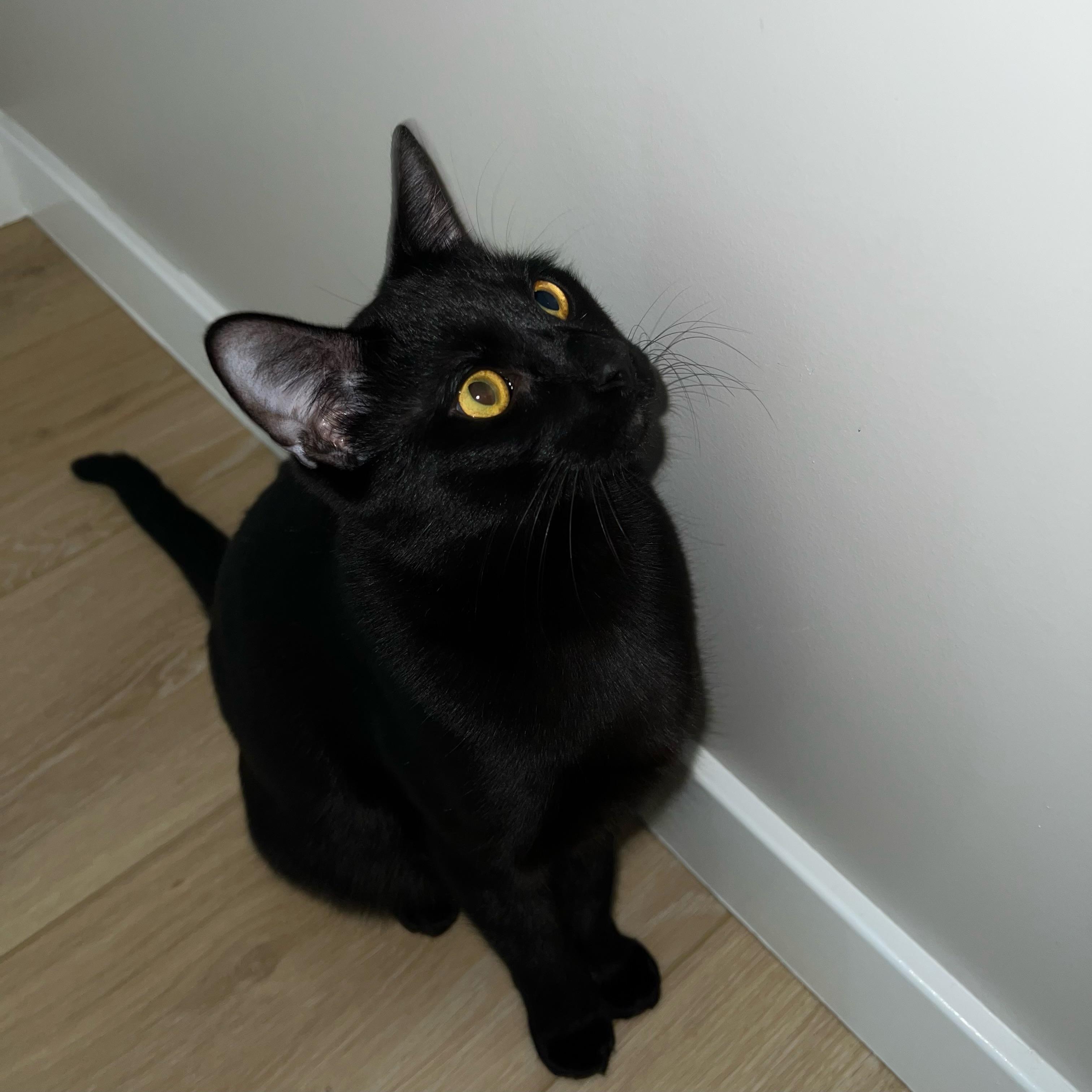 Harry (bonded with sister Pru)