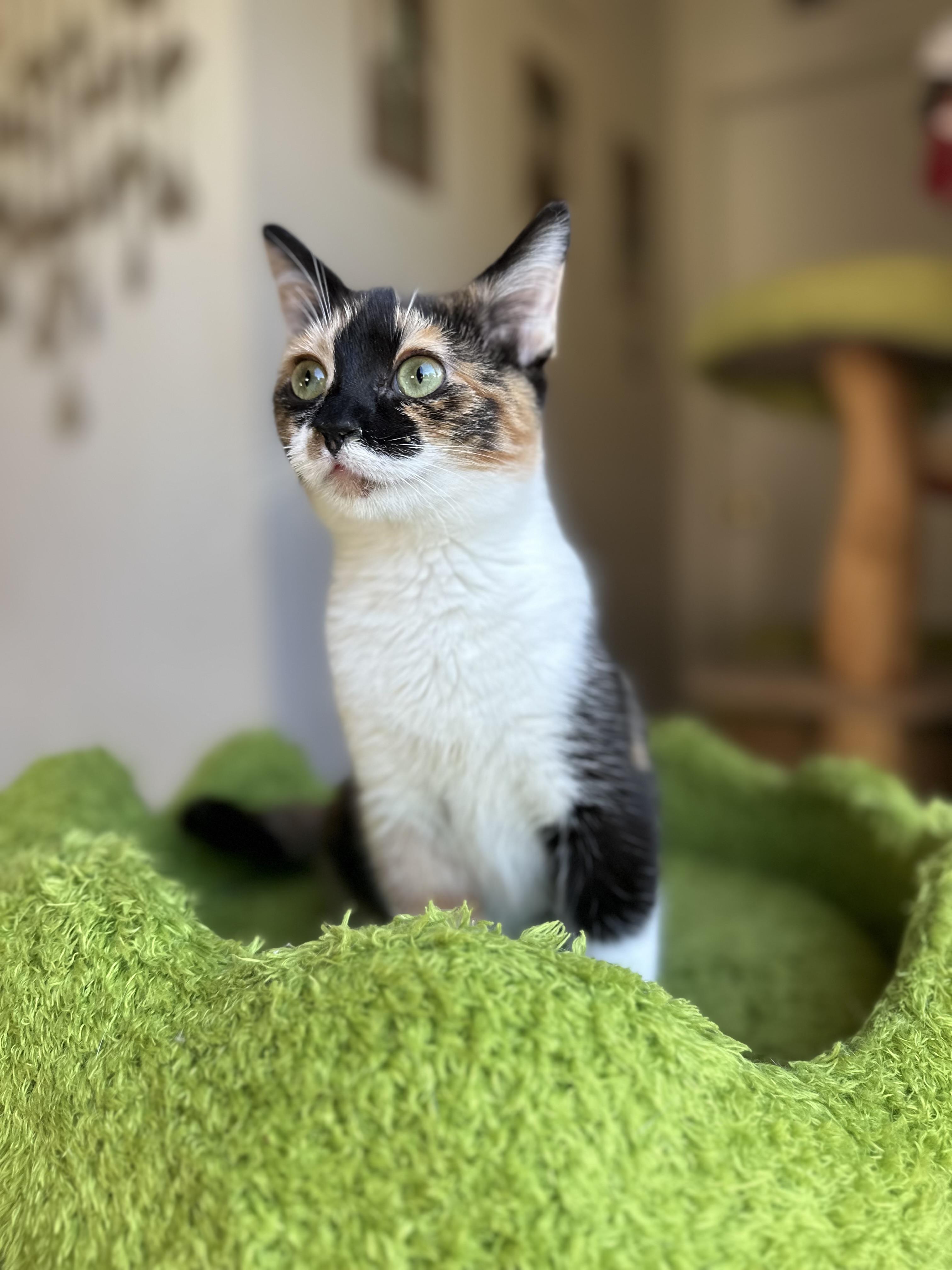 Squishy, ADOPTABLE, Young Female Domestic Short Hair.