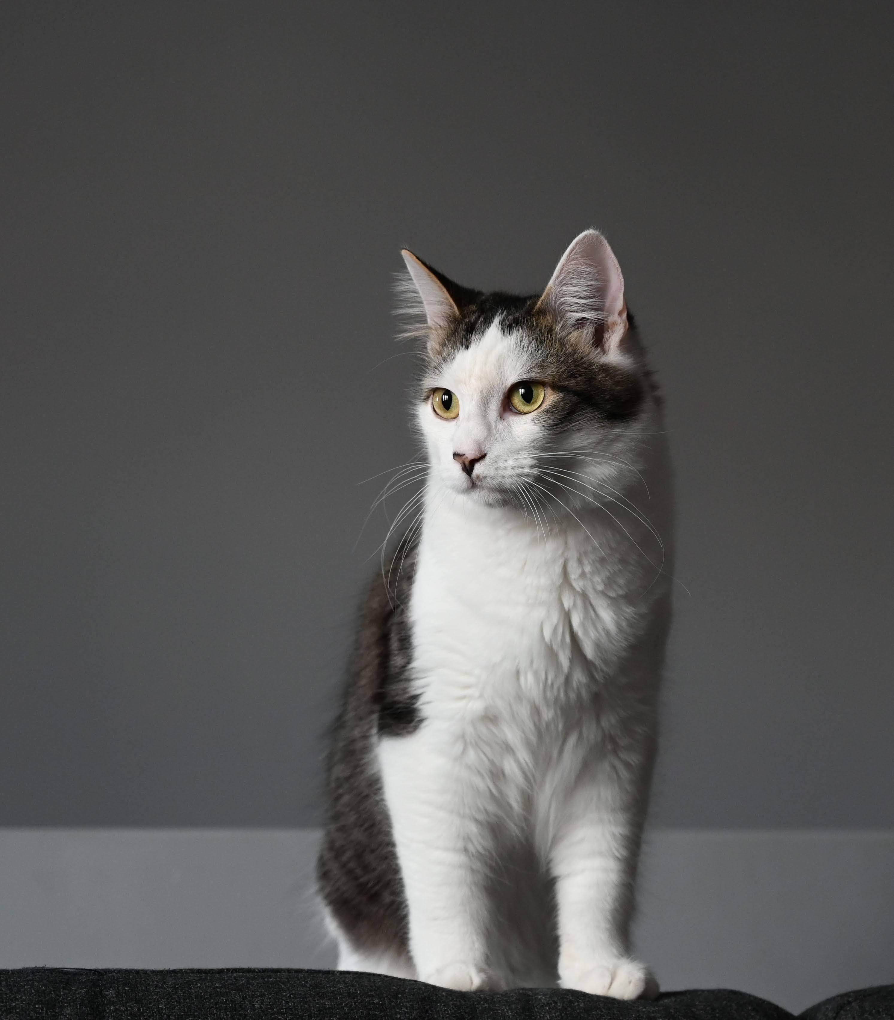 Pickle & Quesa, Adoptable, Kitten Male Domestic Medium Hair.