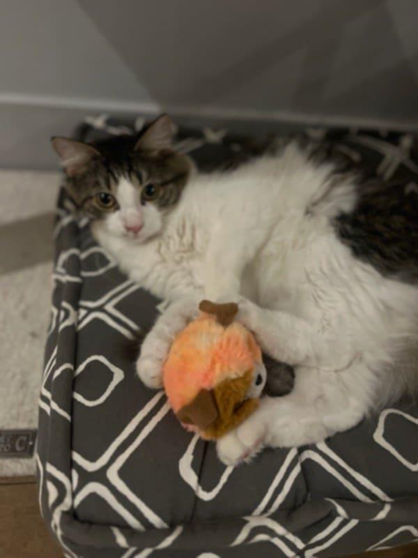 Enlarge Pickle & Quesa, a Adoptable Domestic Medium Hair in Montreal-Nord, QC image 3/5