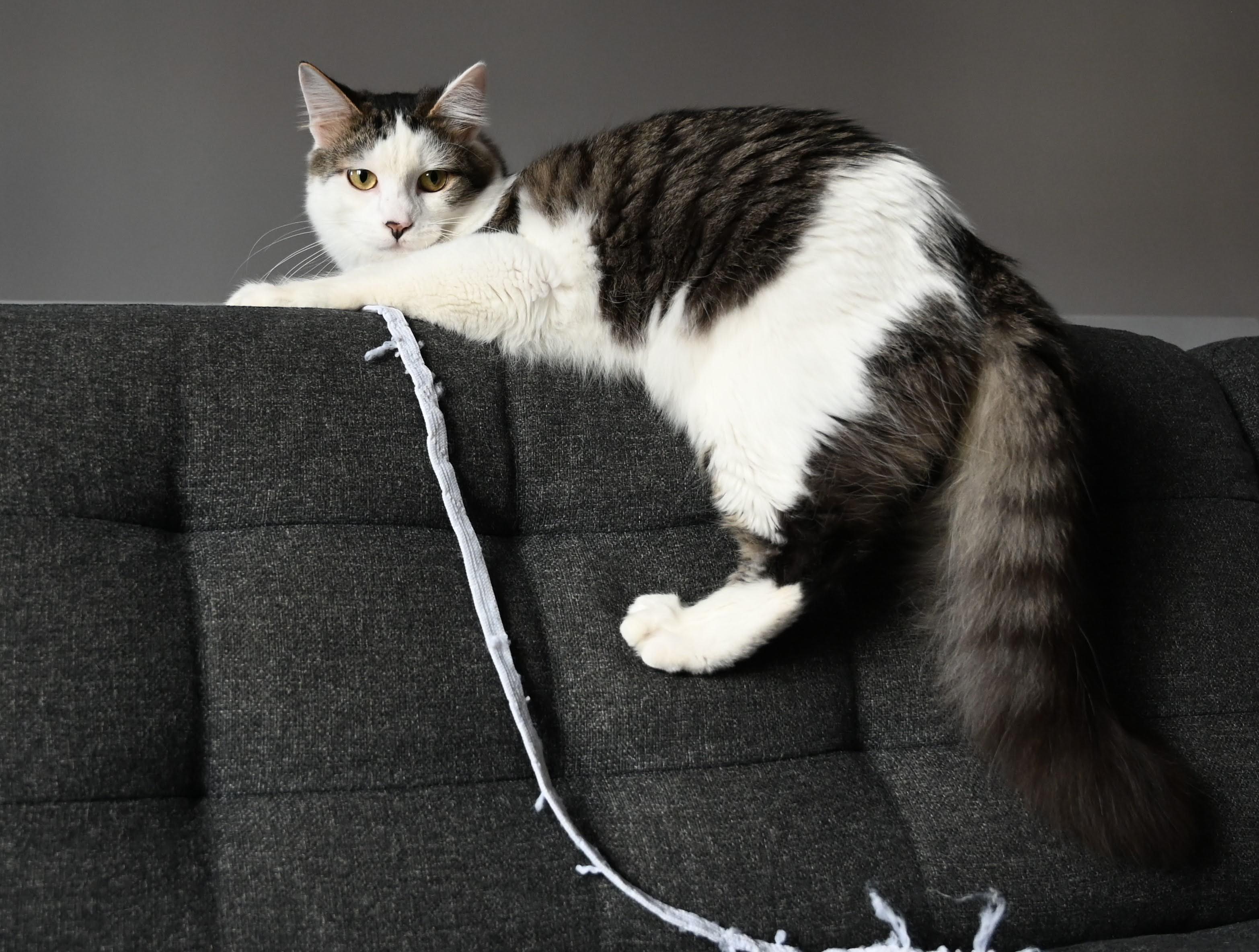 Enlarge Pickle & Quesa, a Adoptable Domestic Medium Hair in Montreal-Nord, QC image 4/5