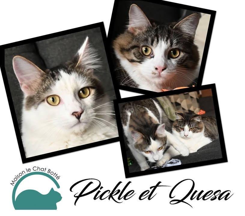 Pickle & Quesa (duo), Adoptable, Kitten Male Domestic Medium Hair.