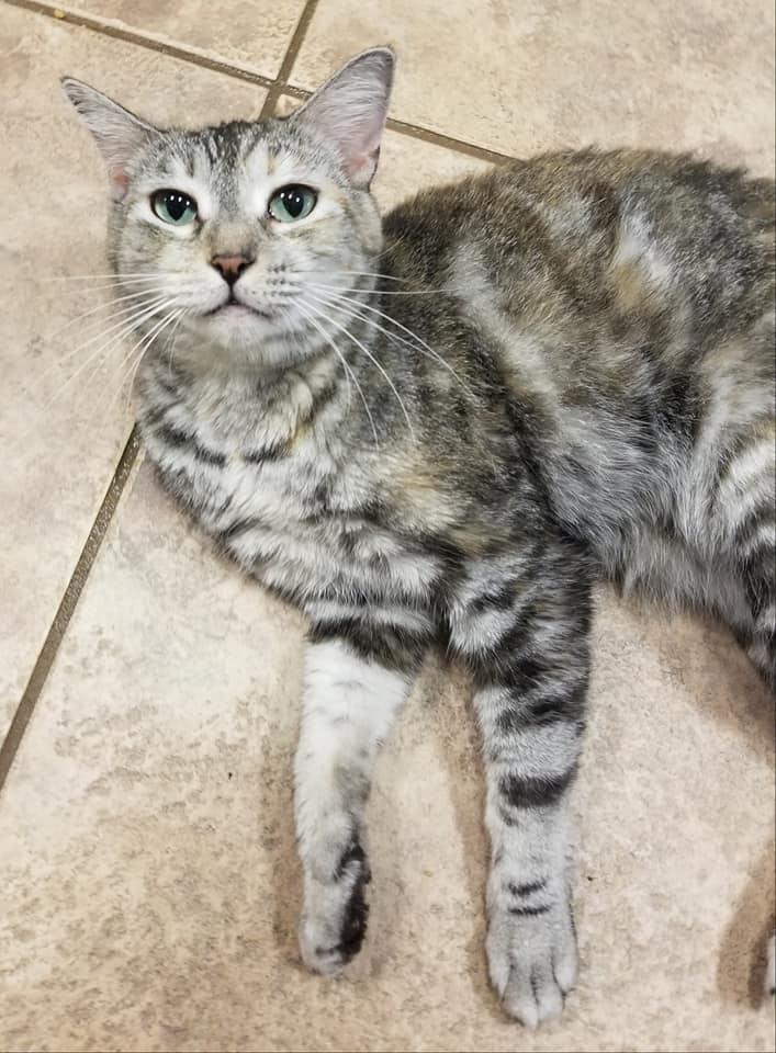 Pats, Adoptable, Adult Female Tabby.