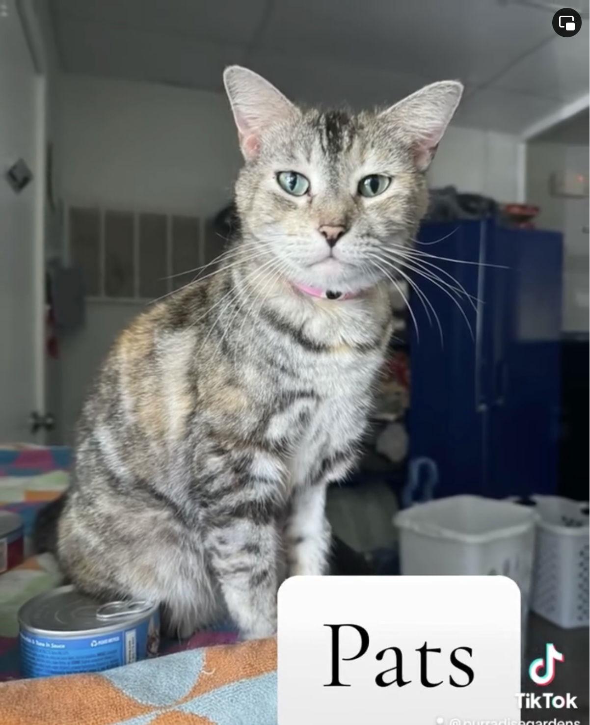 Enlarge Pats, a Adoptable Tabby in Naples, FL image 3/6