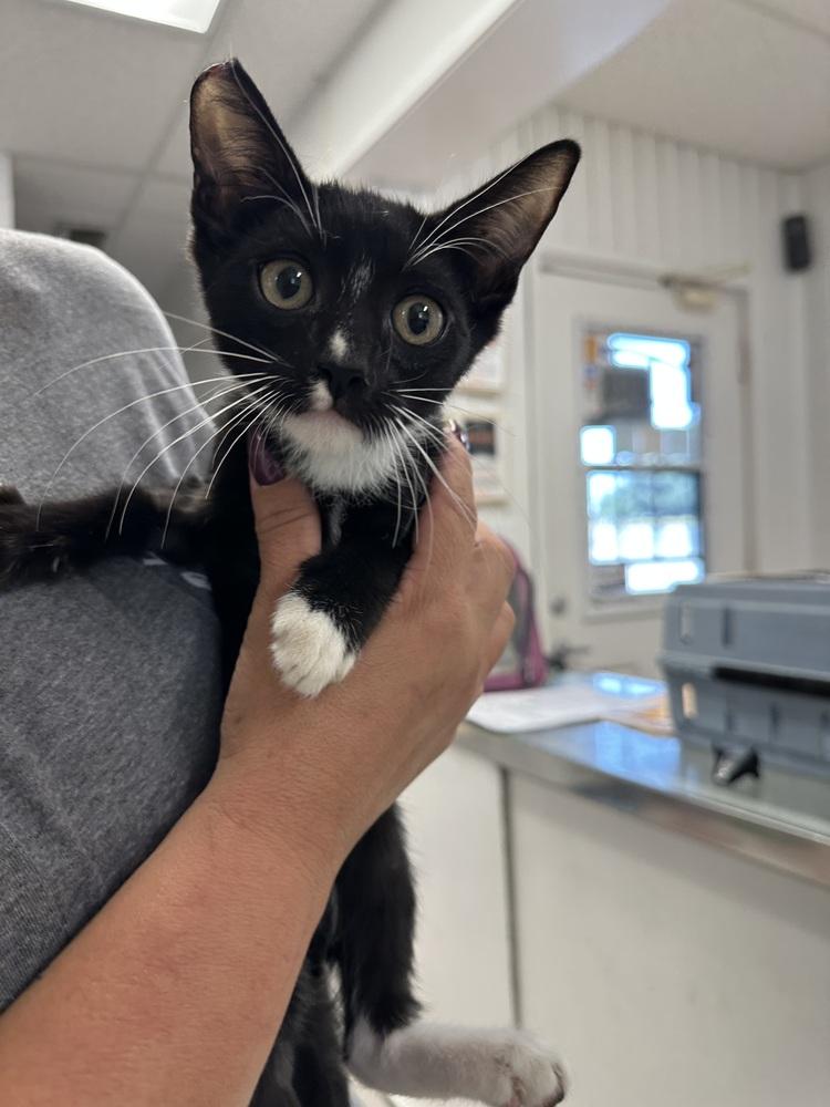 Ducky, Adoptable, Young Male Domestic Short Hair.