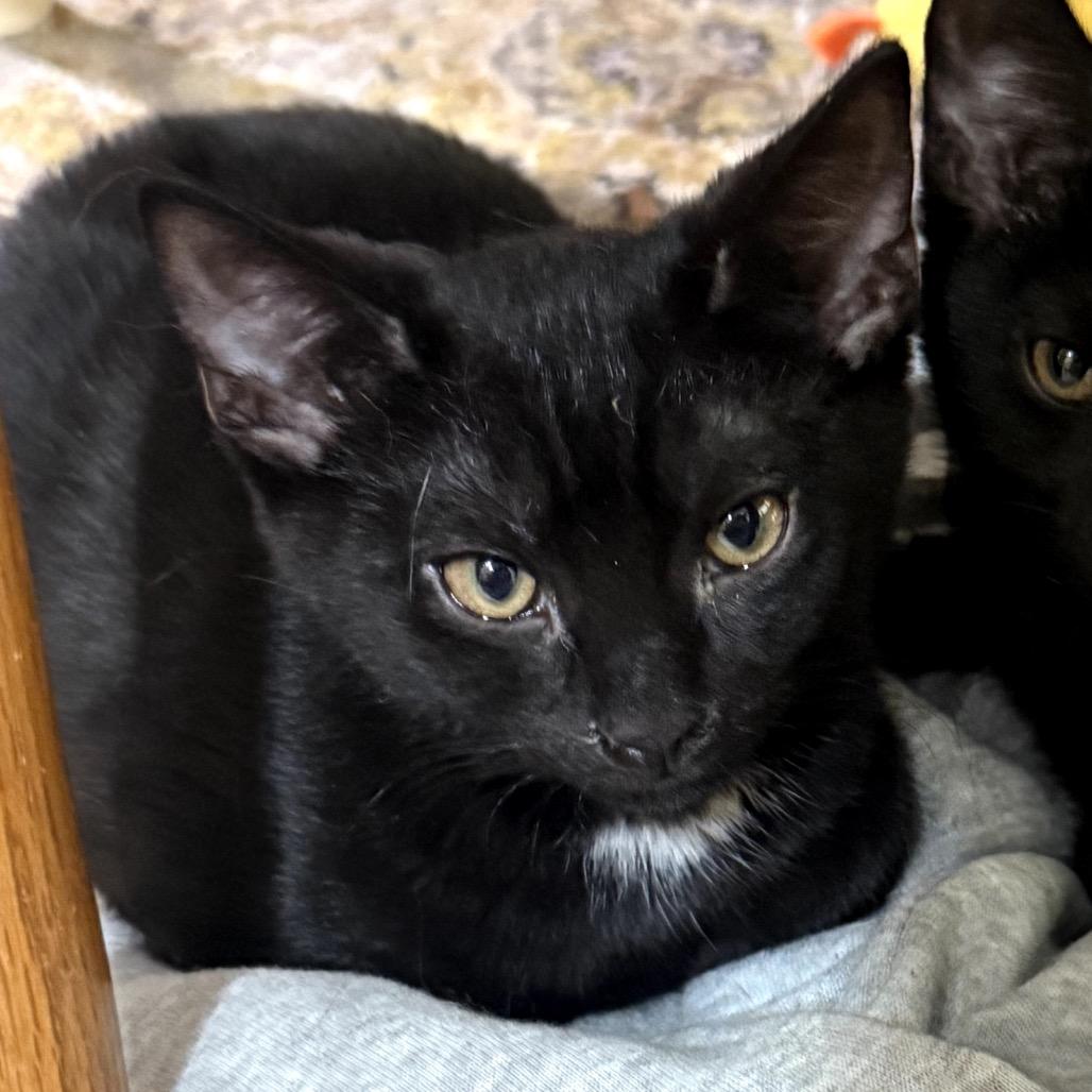 Brock — thumbnail 2