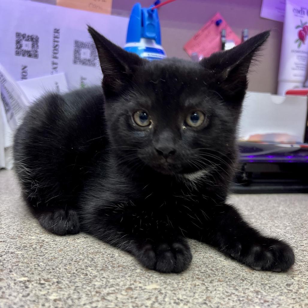 Brock — thumbnail 3