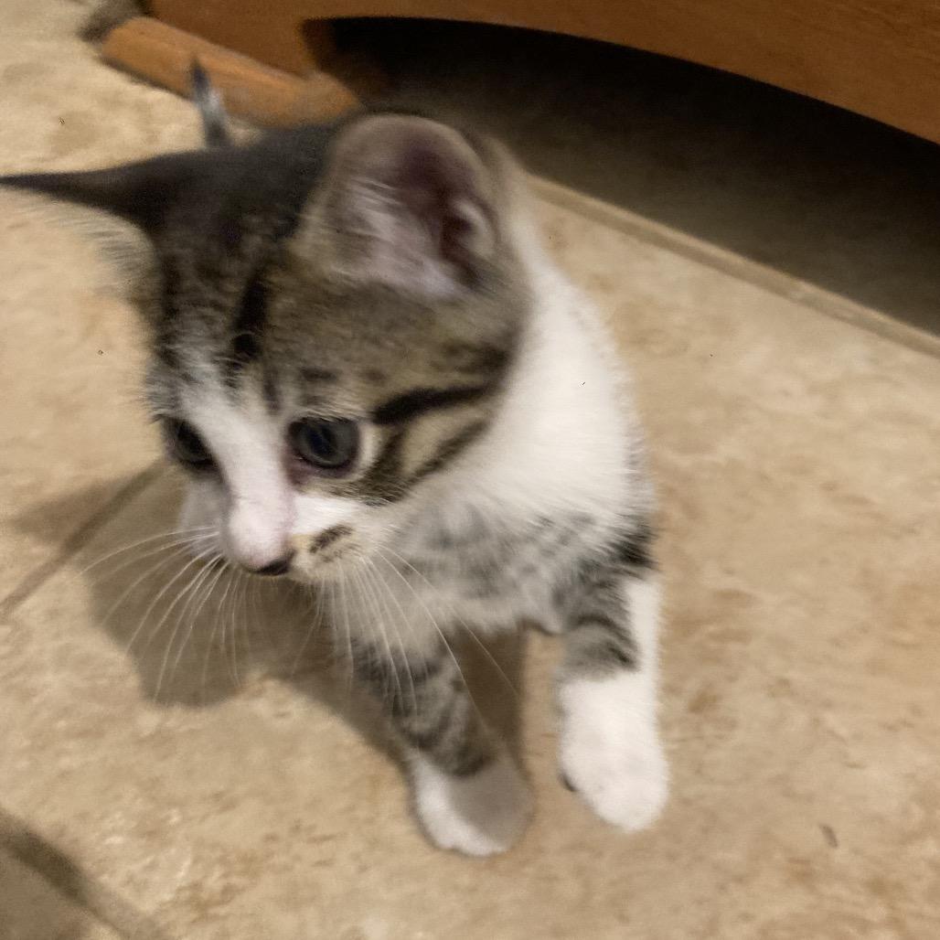 Buster Dyal-SD, Adoptable, Kitten Male Domestic Short Hair.