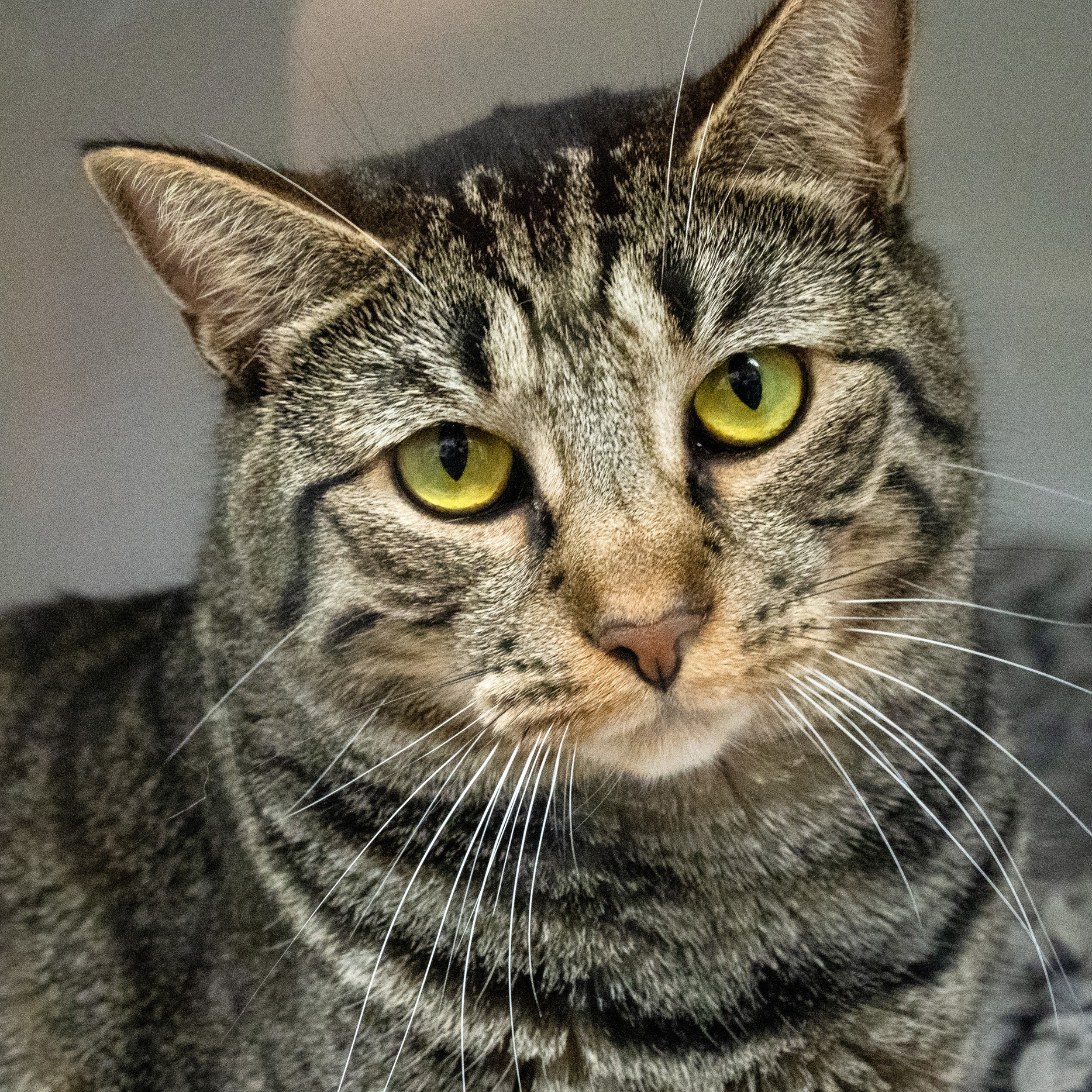 Nebula, a Adoptable Domestic Short Hair in Warwick, RI image 1/6