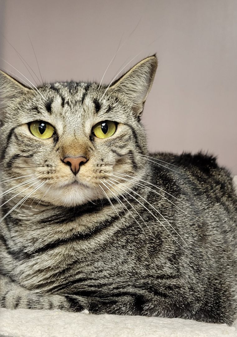 Nebula, a Adoptable Domestic Short Hair in Warwick, RI image 2/6