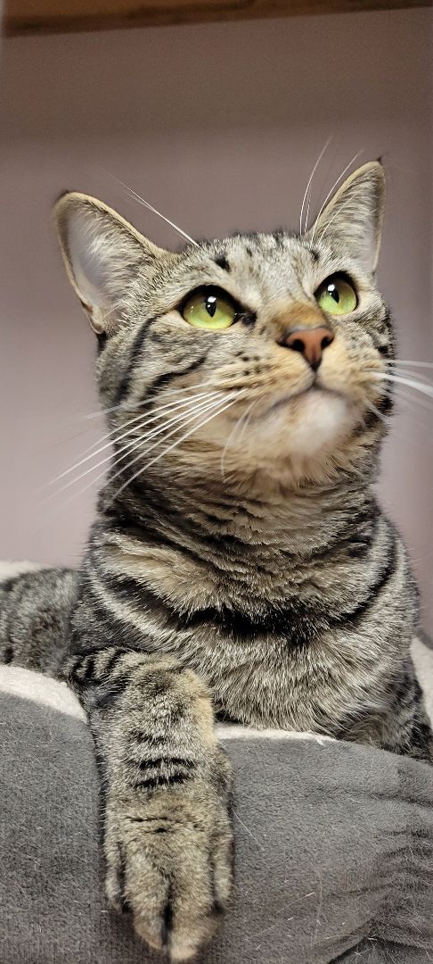 Nebula, a Adoptable Domestic Short Hair in Warwick, RI image 3/6