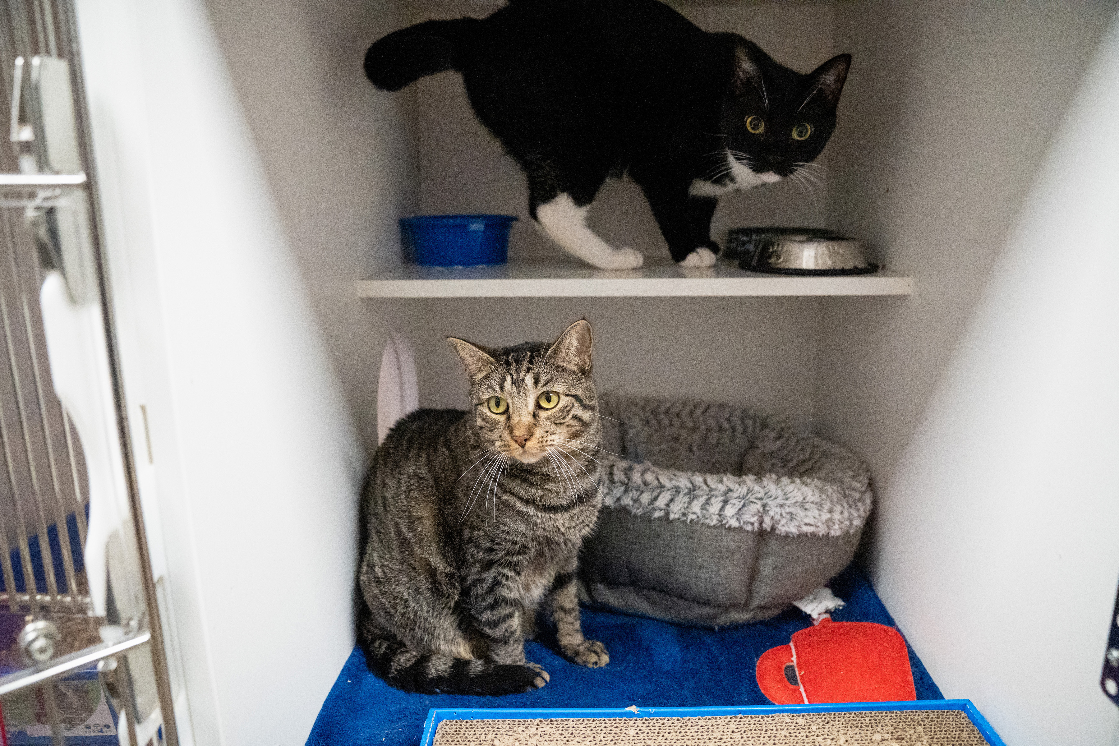 Nebula, a Adoptable Domestic Short Hair in Warwick, RI image 5/6