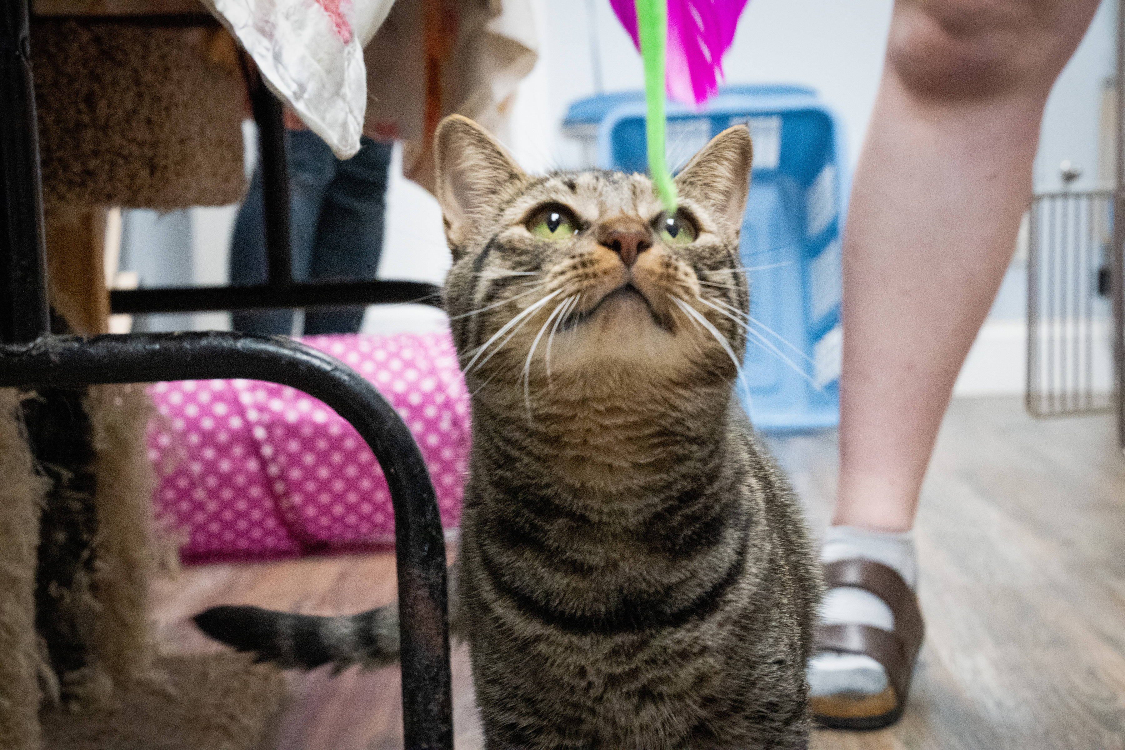 Nebula, a Adoptable Domestic Short Hair in Warwick, RI image 4/6