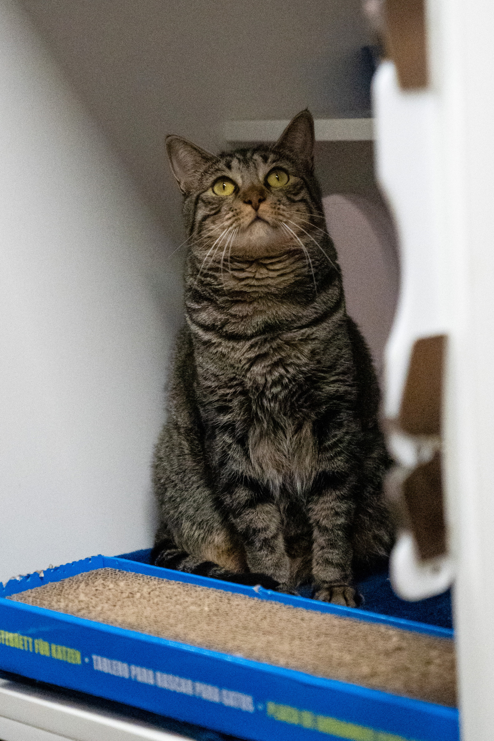 Nebula, a Adoptable Domestic Short Hair in Warwick, RI image 6/6