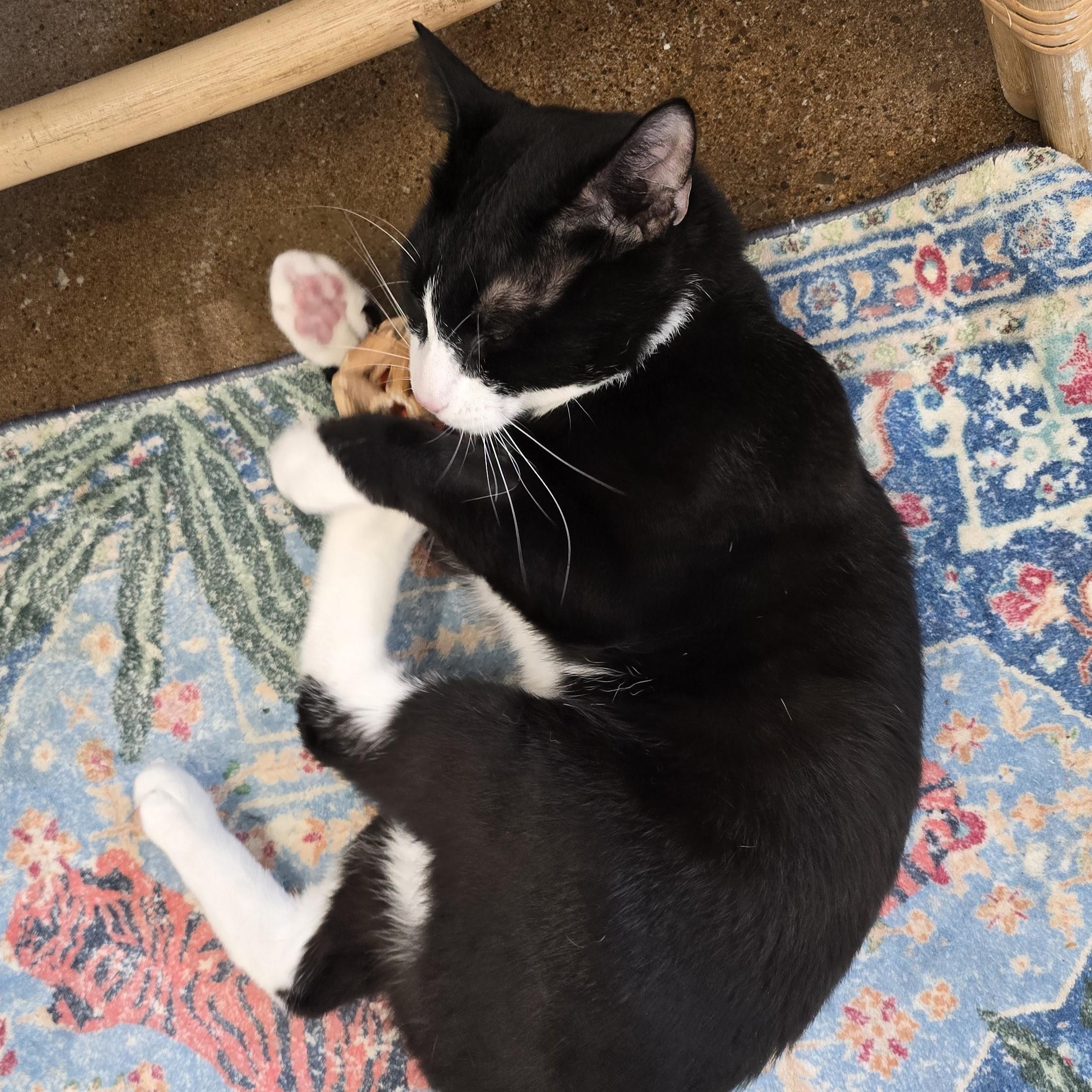 Enlarge Zucchini, a ADOPTABLE Domestic Short Hair in Nashville, TN image 4/6
