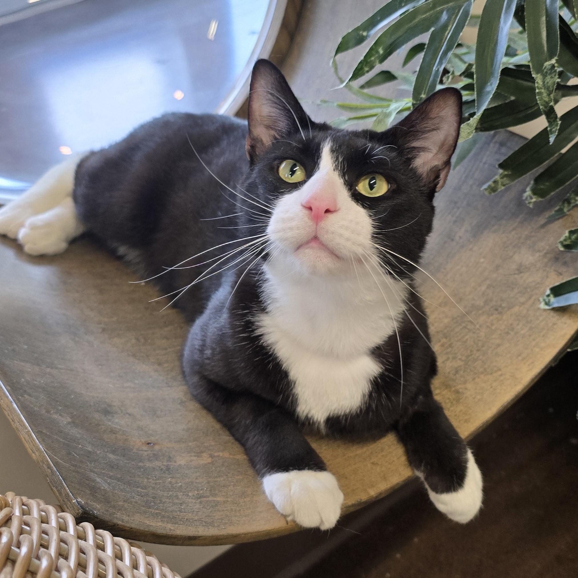 Enlarge Zucchini, a ADOPTABLE Domestic Short Hair in Nashville, TN image 2/6