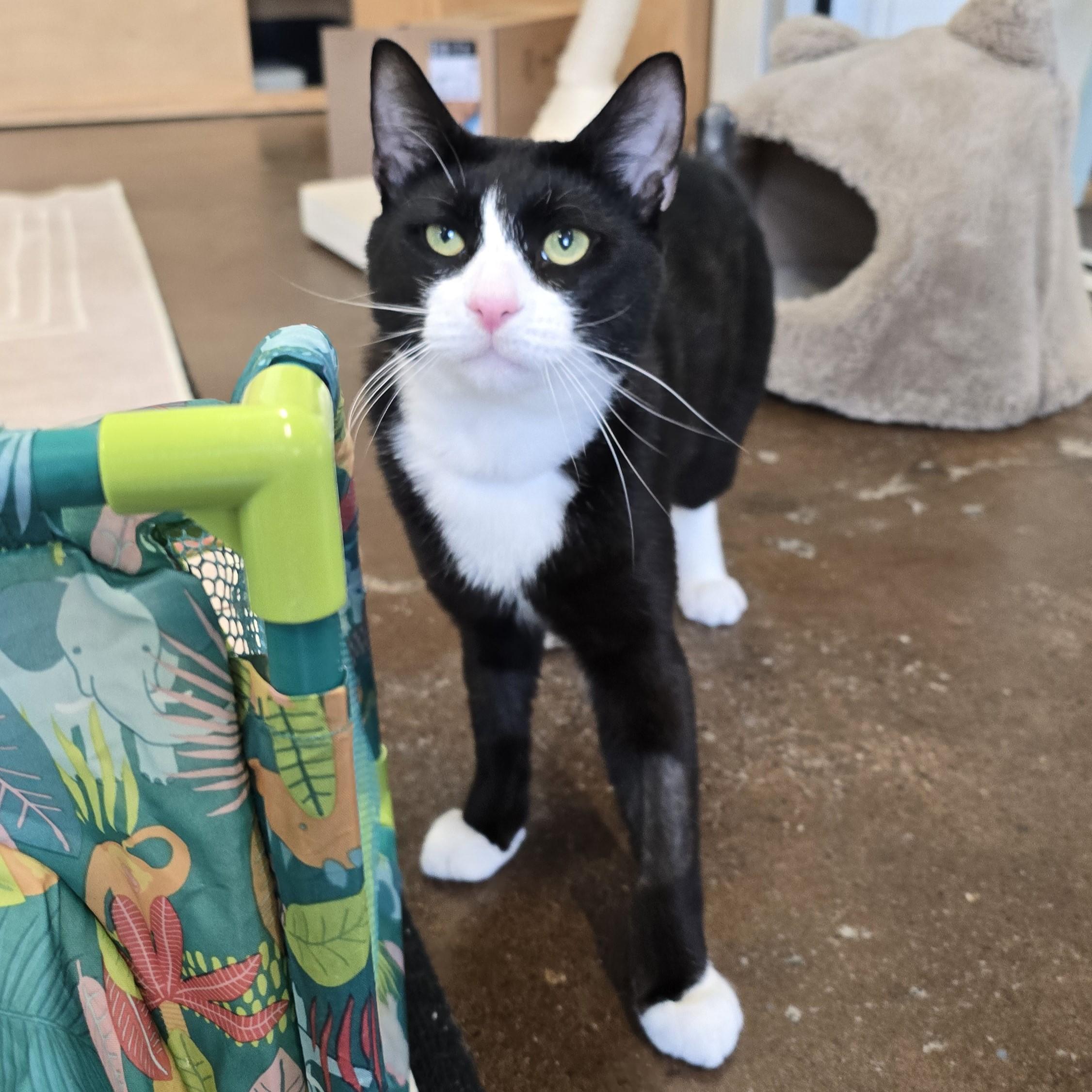 Enlarge Zucchini, a ADOPTABLE Domestic Short Hair in Nashville, TN image 3/6