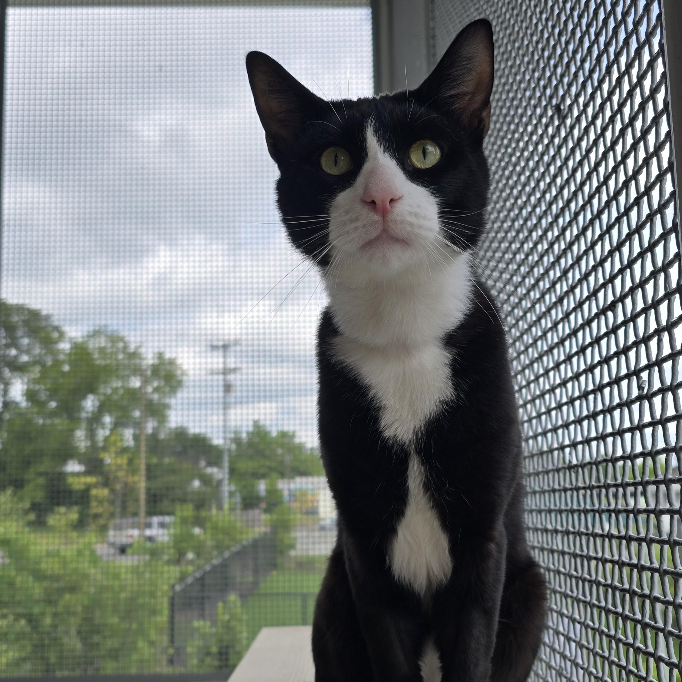 Enlarge Zucchini, a ADOPTABLE Domestic Short Hair in Nashville, TN image 5/6
