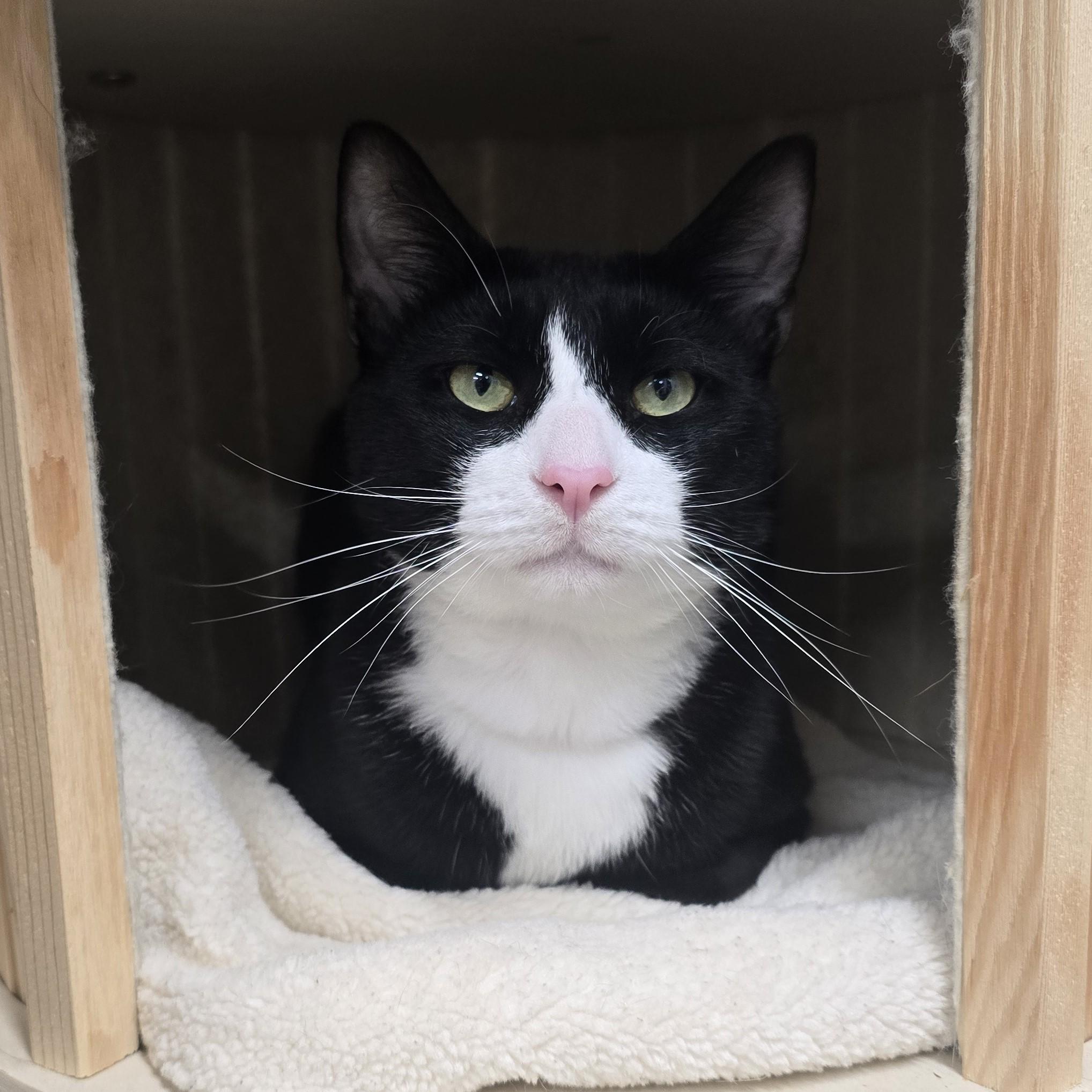 Enlarge Zucchini, a ADOPTABLE Domestic Short Hair in Nashville, TN image 6/6