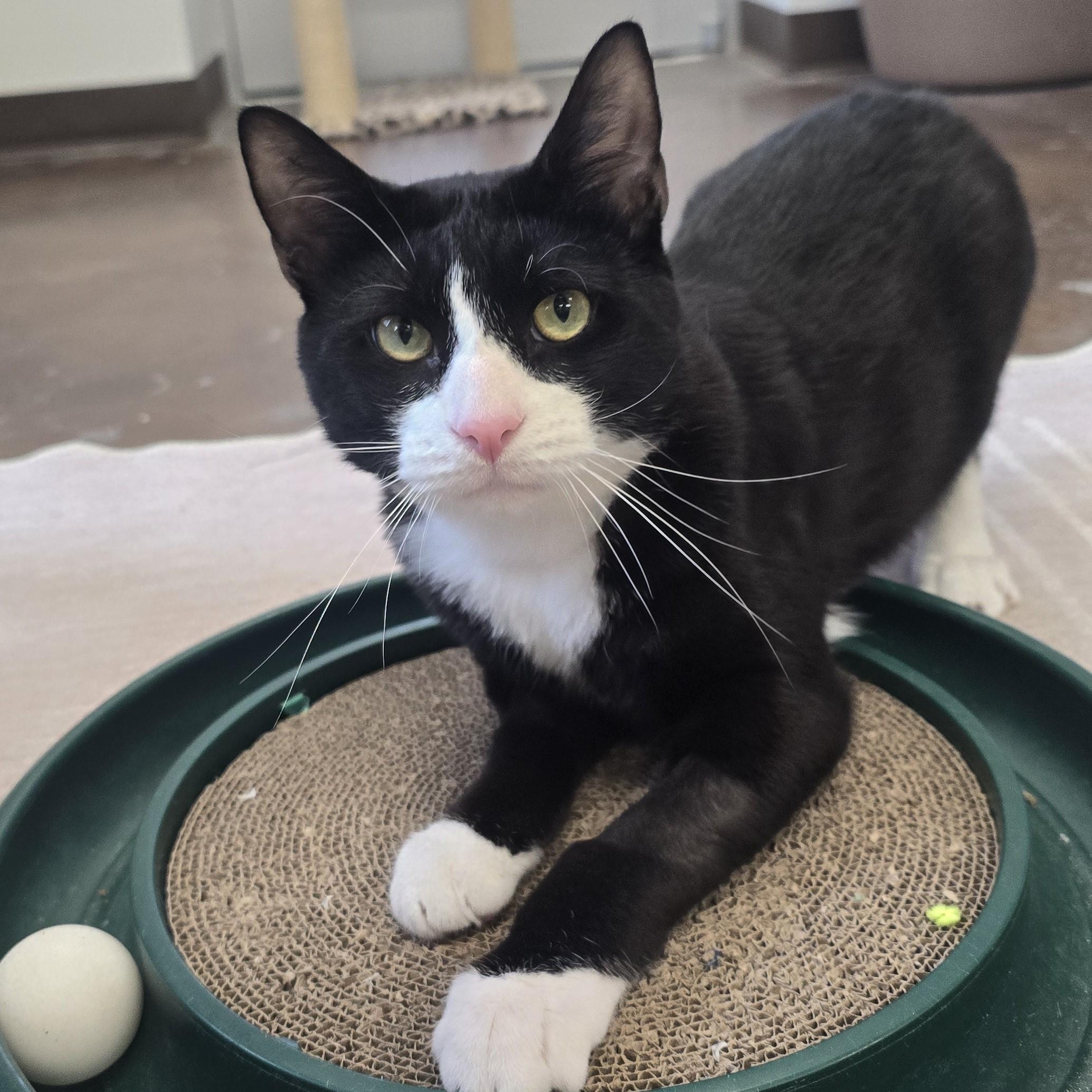 Zucchini, ADOPTABLE, Adult Male Domestic Short Hair.
