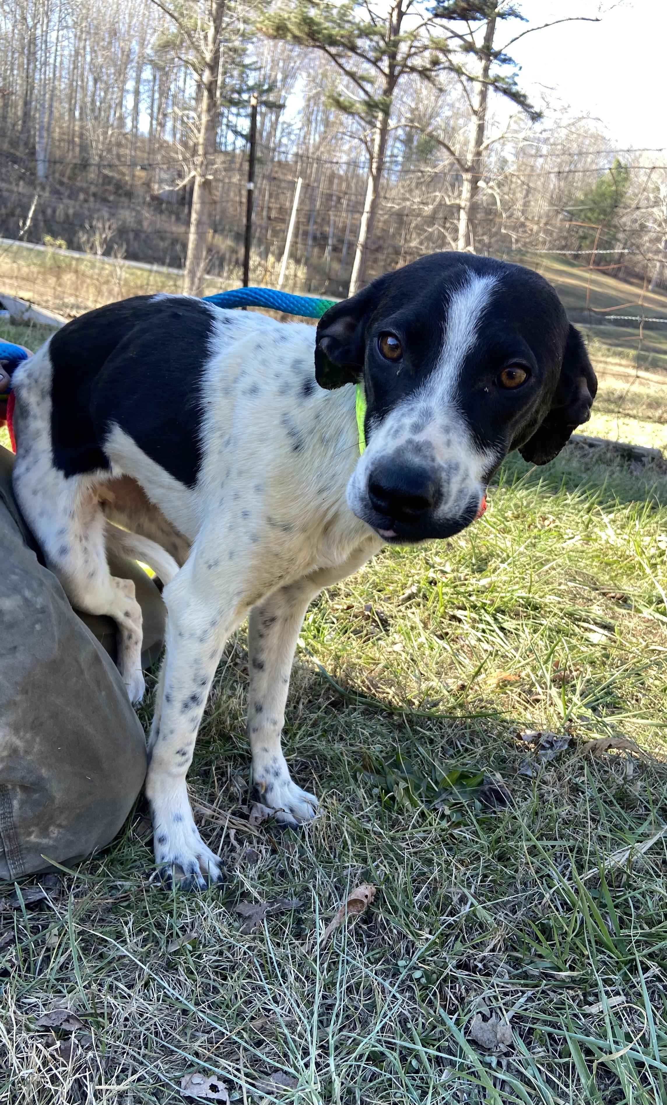Jewel, Adopted, Young Female Mixed Breed.
