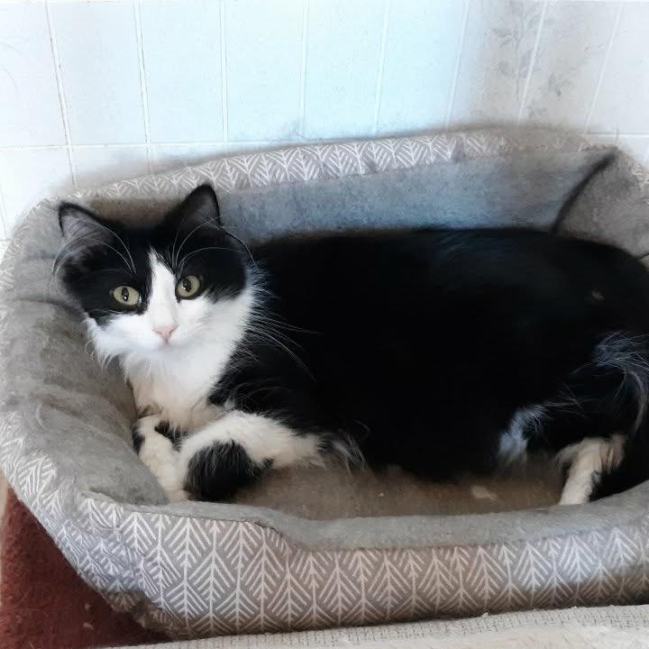 Ebony, Adoptable, Adult Female Domestic Long Hair.