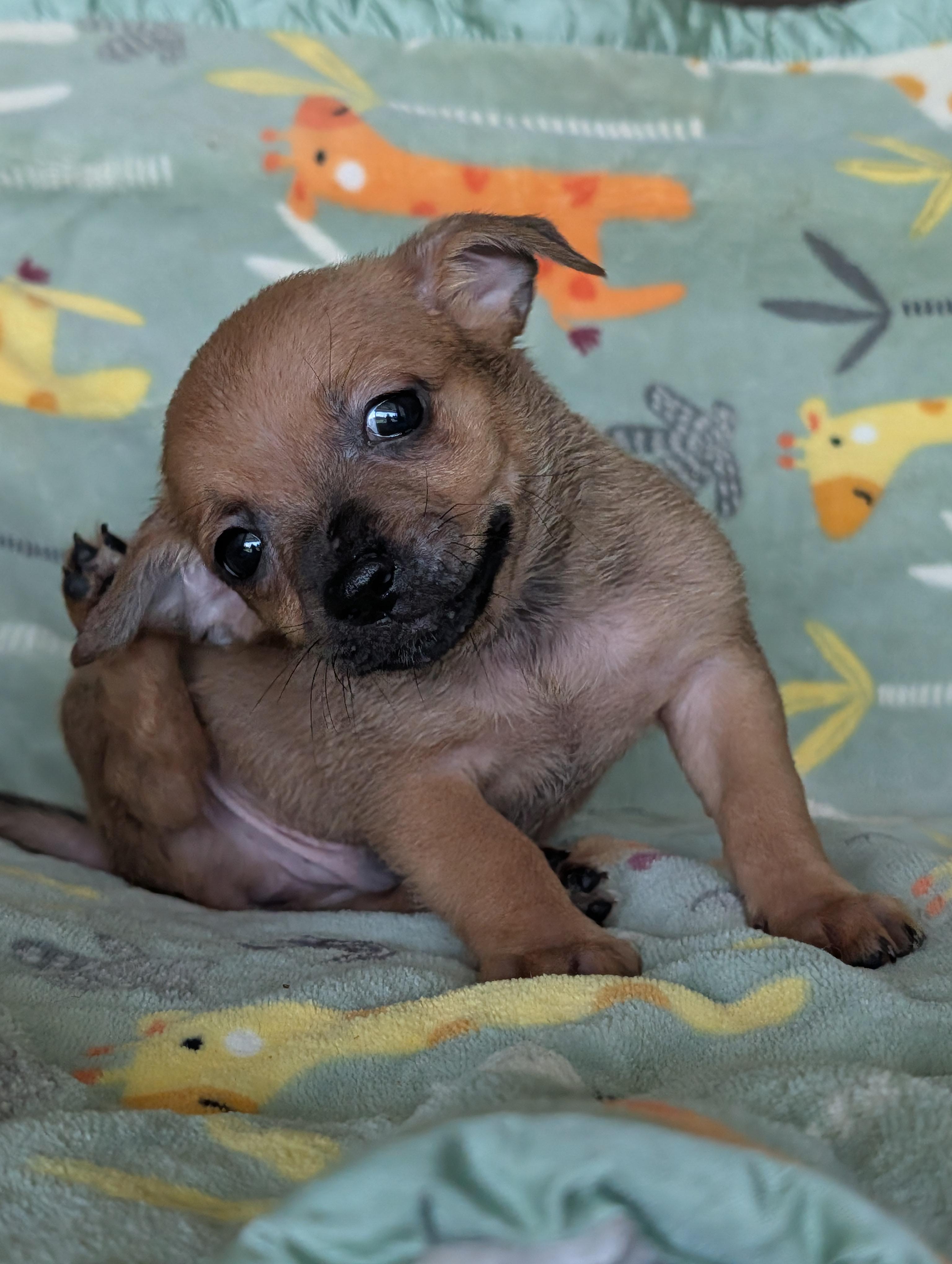 Dyle, a Adoptable mixed breed in Baton Rouge, LA image 4/5