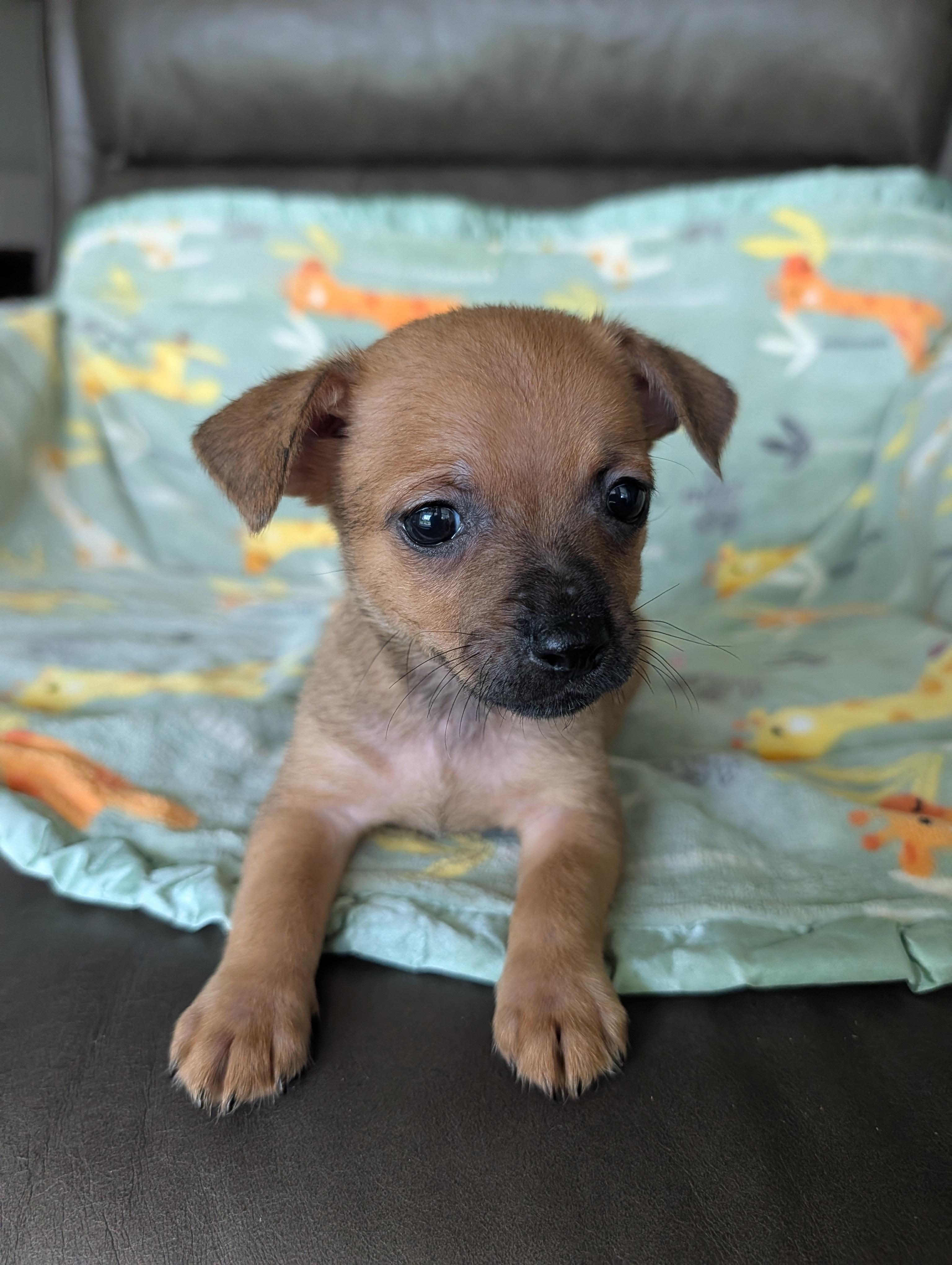 Dyle, a Adoptable mixed breed in Baton Rouge, LA image 2/5
