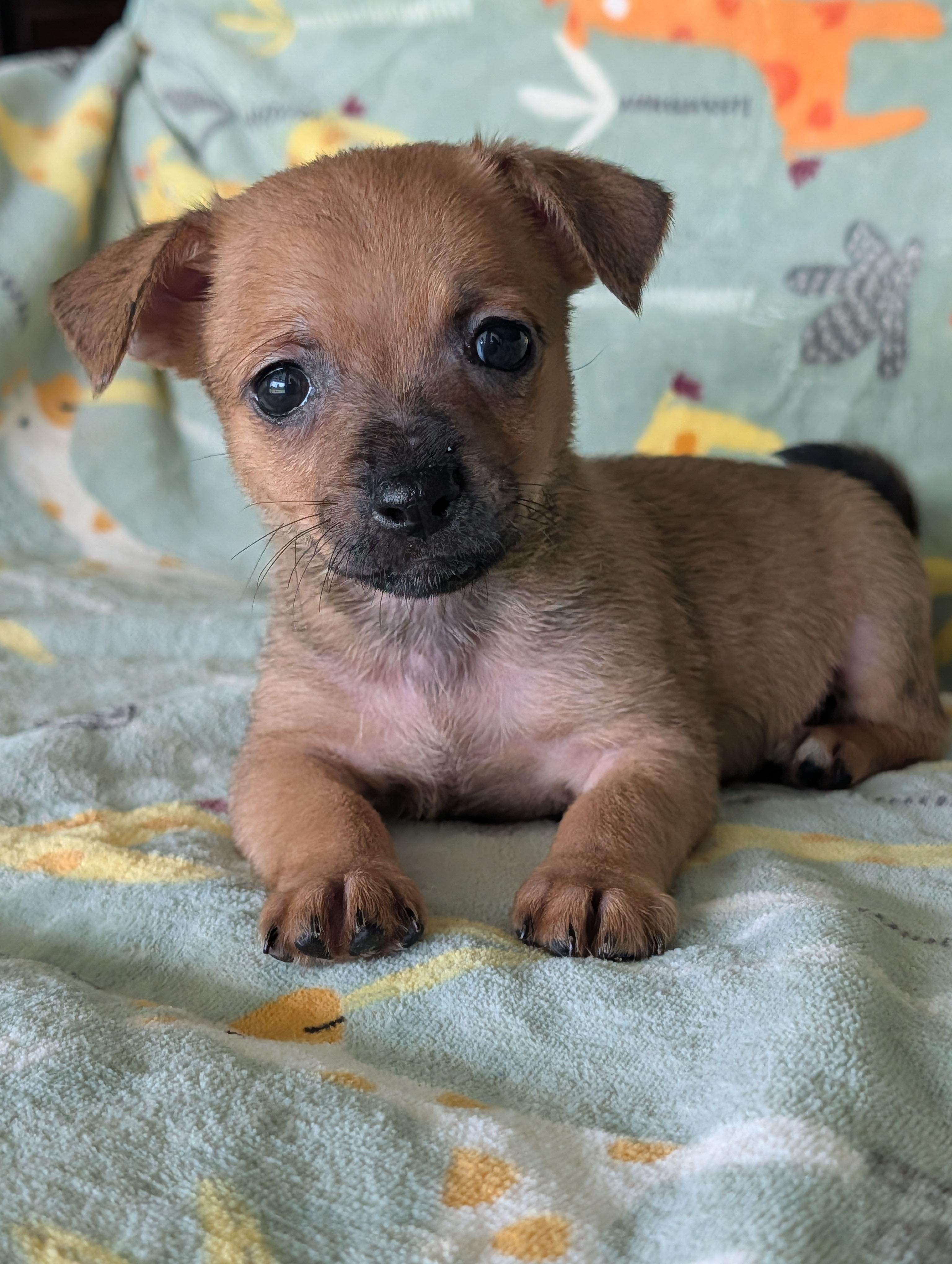 Dyle, a Adoptable mixed breed in Baton Rouge, LA image 5/5