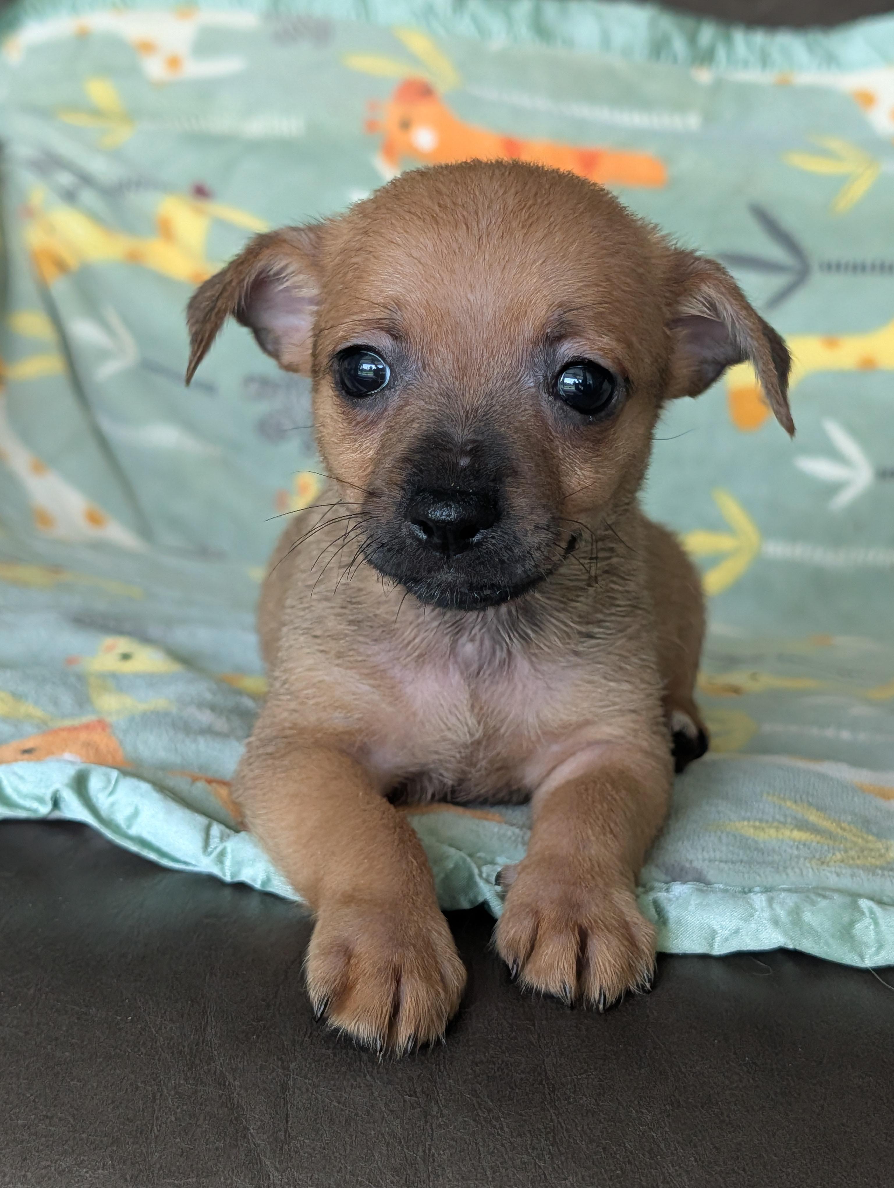 Dyle, a Adoptable mixed breed in Baton Rouge, LA image 3/5
