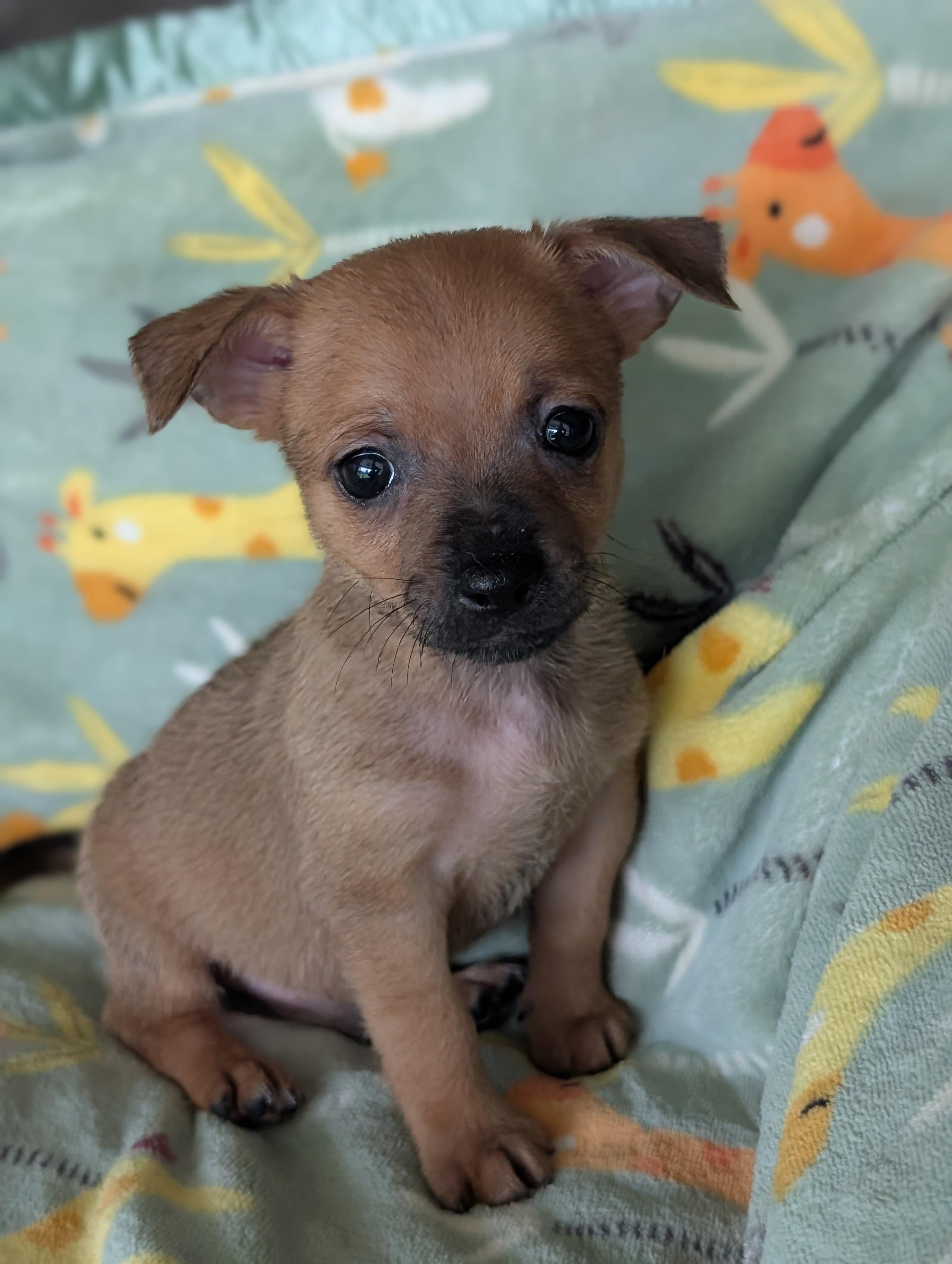Dyle, Adoptable, Puppy Male Chihuahua & Dachshund.