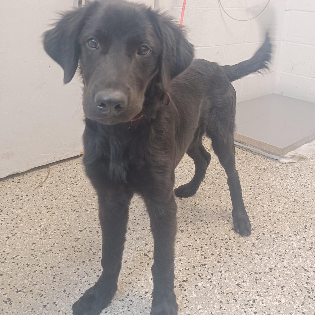 Stanley, Adoptable, Puppy Male Labrador Retriever & Collie.