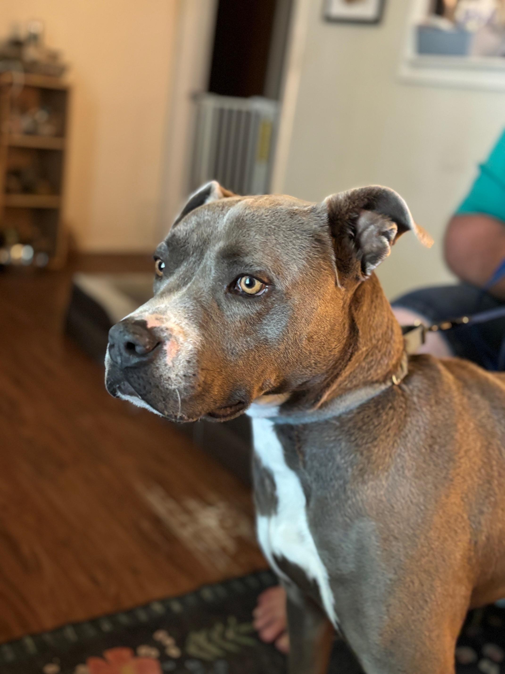 JJ, a Adoptable mixed breed in New Lenox, IL image 1/6