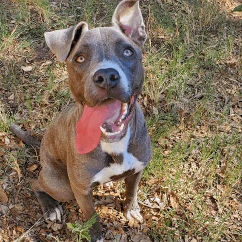 JJ, a Adoptable mixed breed in New Lenox, IL image 5/6