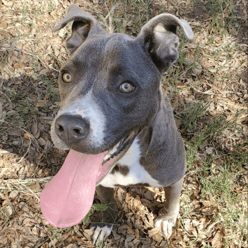 JJ, a Adoptable mixed breed in New Lenox, IL image 4/6