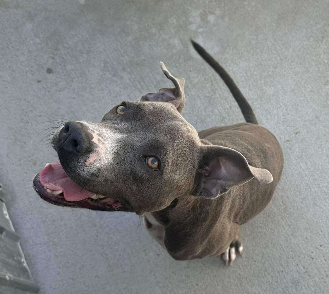 JJ, a Adoptable mixed breed in New Lenox, IL image 2/6