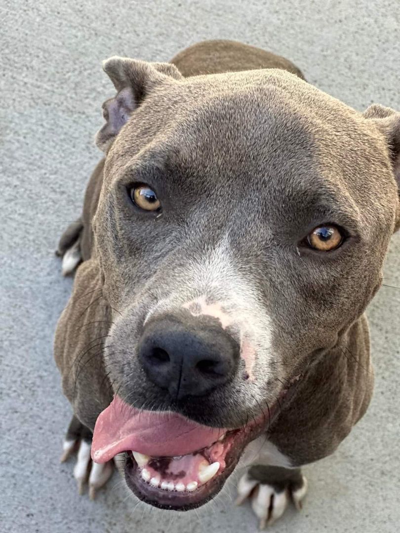 JJ, a Adoptable mixed breed in New Lenox, IL image 3/6