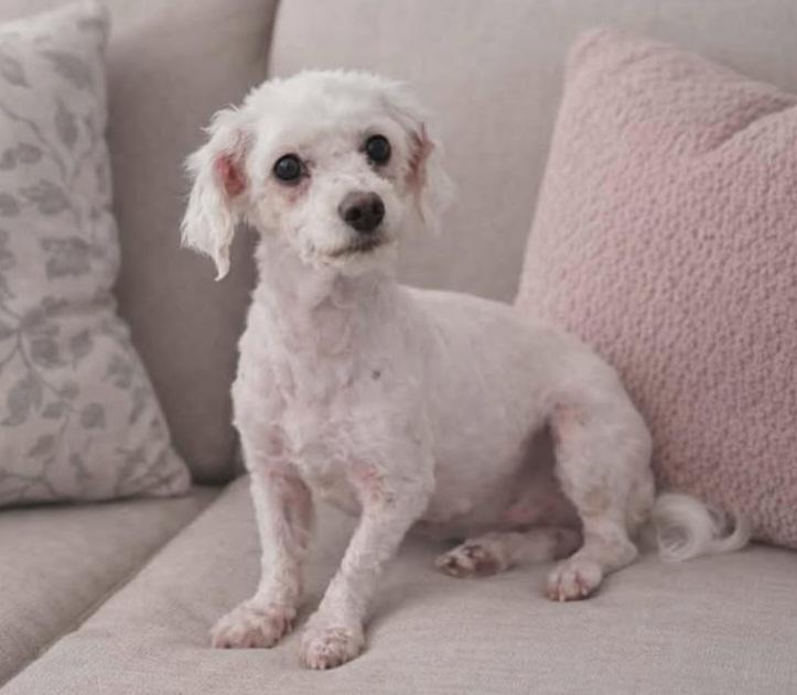 Magnolia, ADOPTABLE, Young Female Bichon Frise.