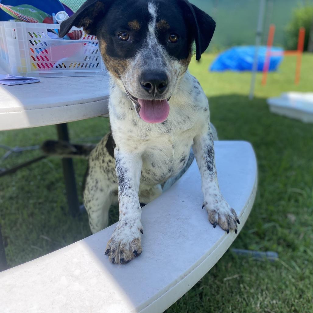 Holler, Adoptable, Adult Male Australian Cattle Dog / Blue Heeler & Mixed Breed.