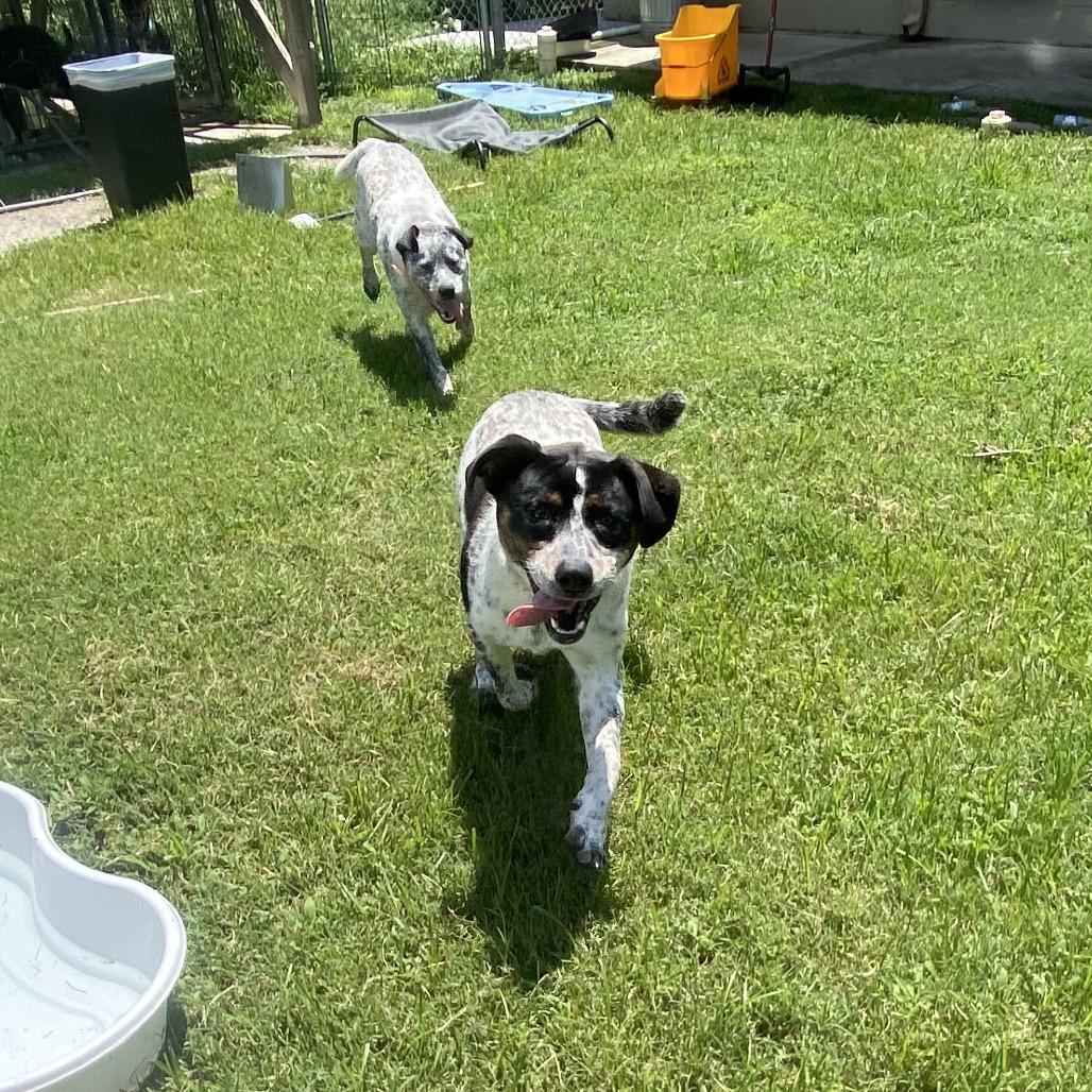 Enlarge Holler, a Adoptable mixed breed in Caryville, TN image 2/6