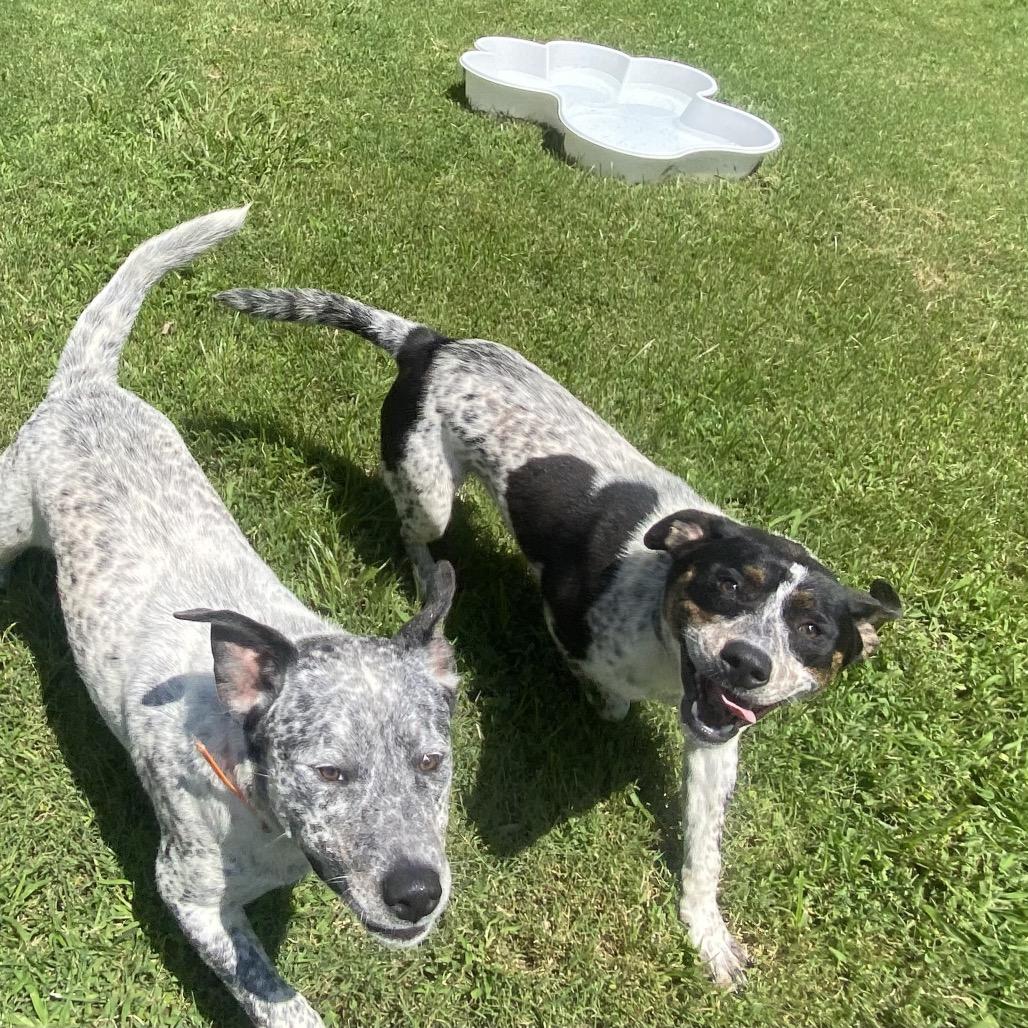 Enlarge Holler, a Adoptable mixed breed in Caryville, TN image 4/6