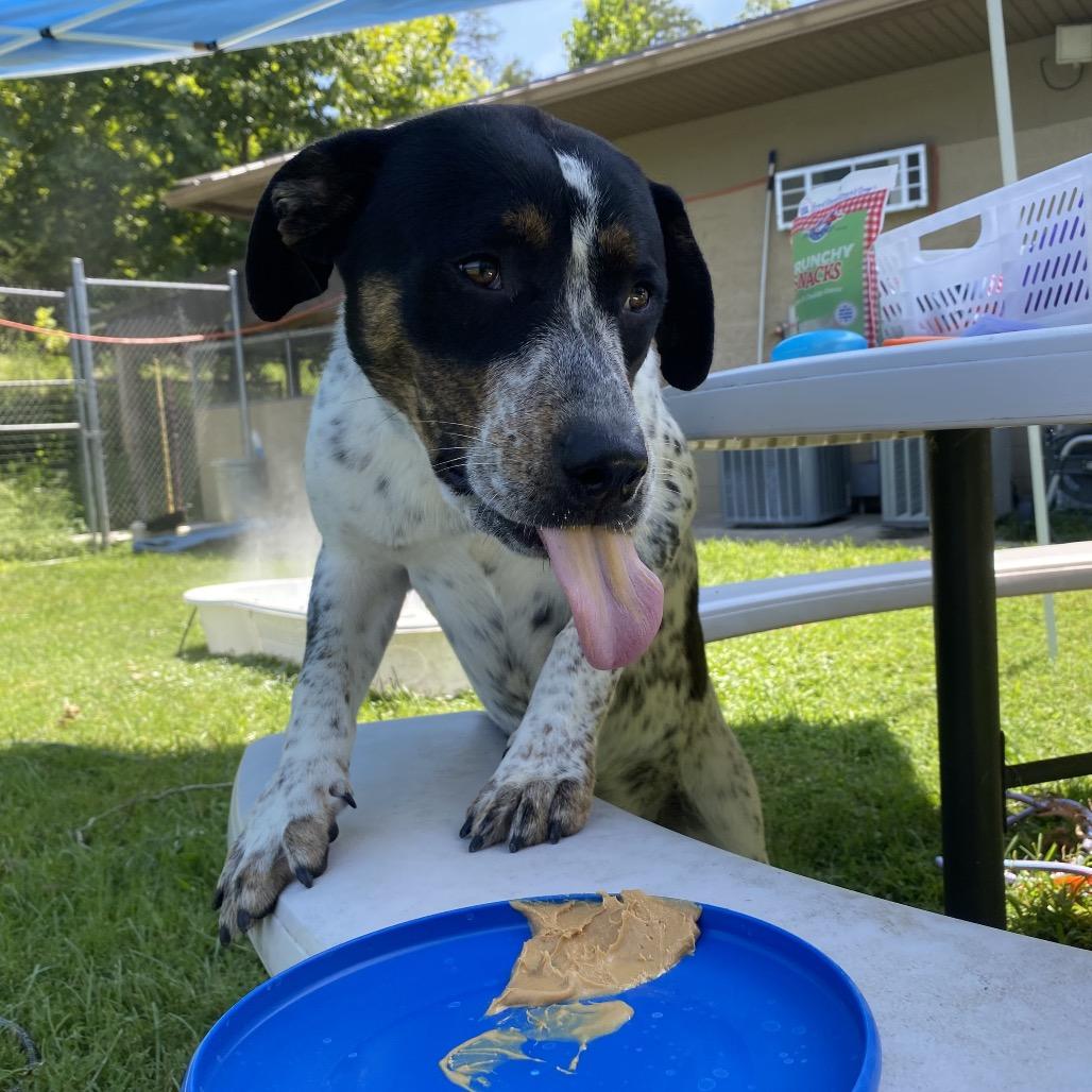 Enlarge Holler, a Adoptable mixed breed in Caryville, TN image 5/6